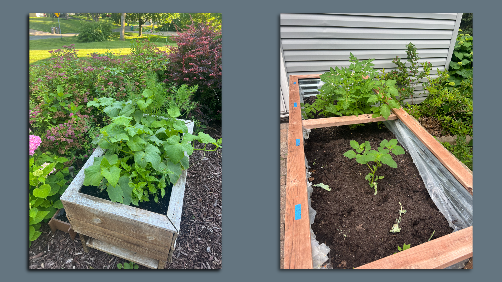 side by side photos of veggie garden