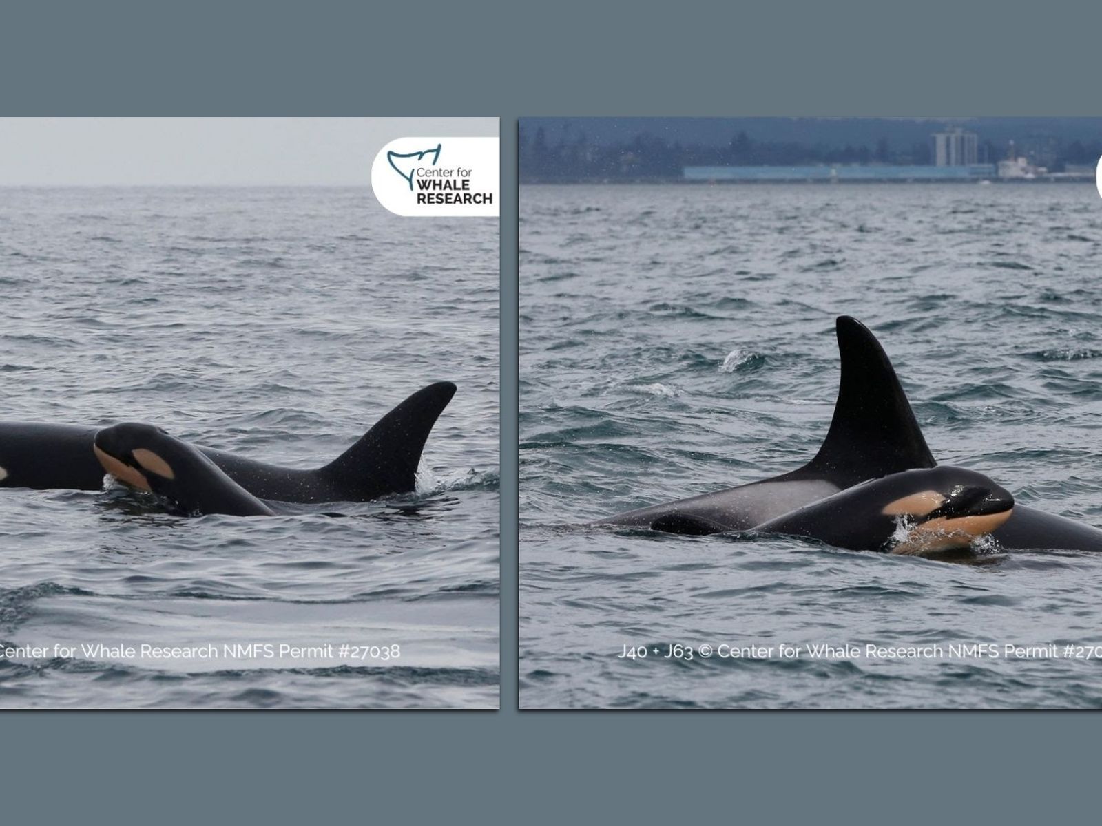 【130】RATEL WORKS ORCA Seattle celebrates new orca calf sighting - Axios Seattle