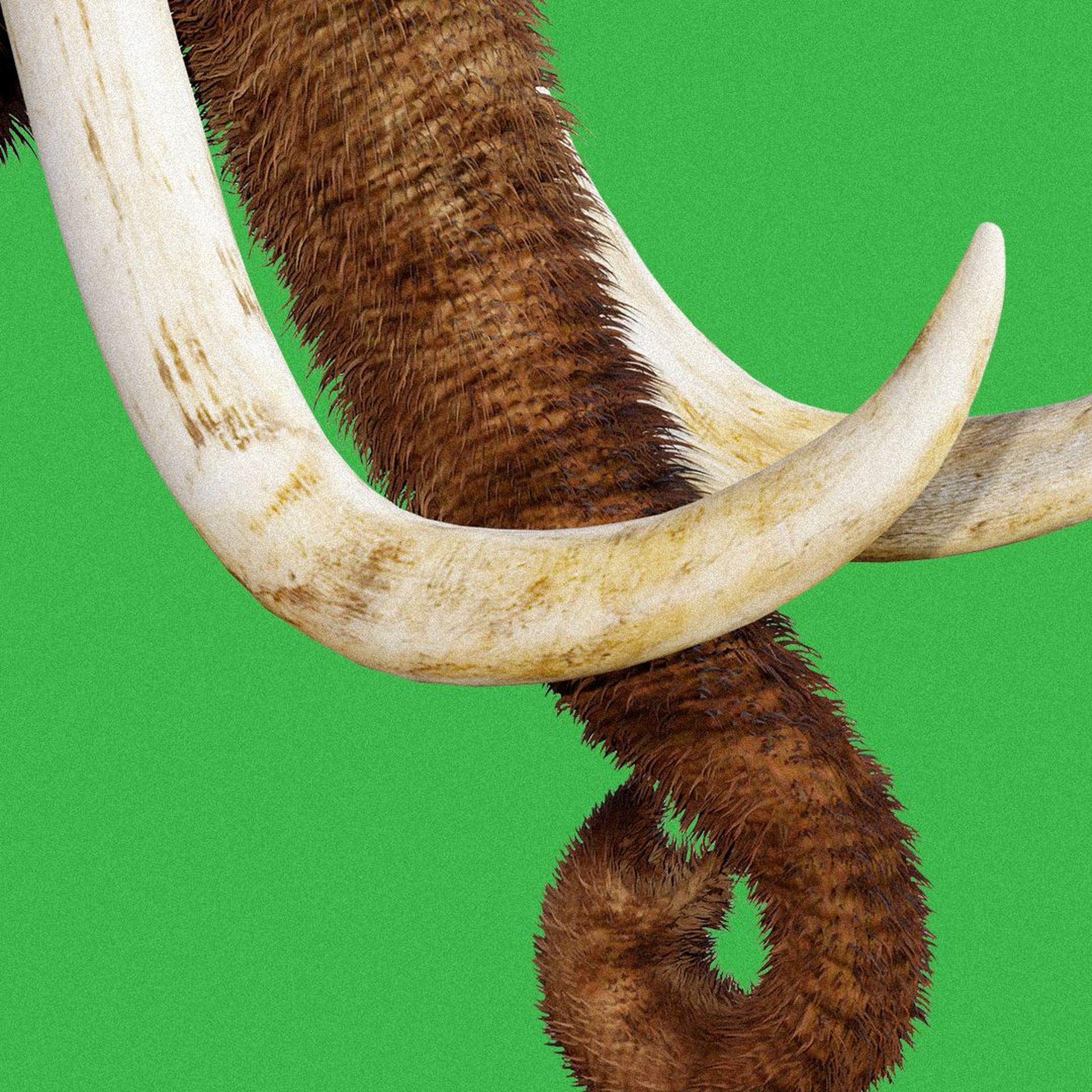 Texas de-extinction startup Colossal secures $200M - Axios Austin