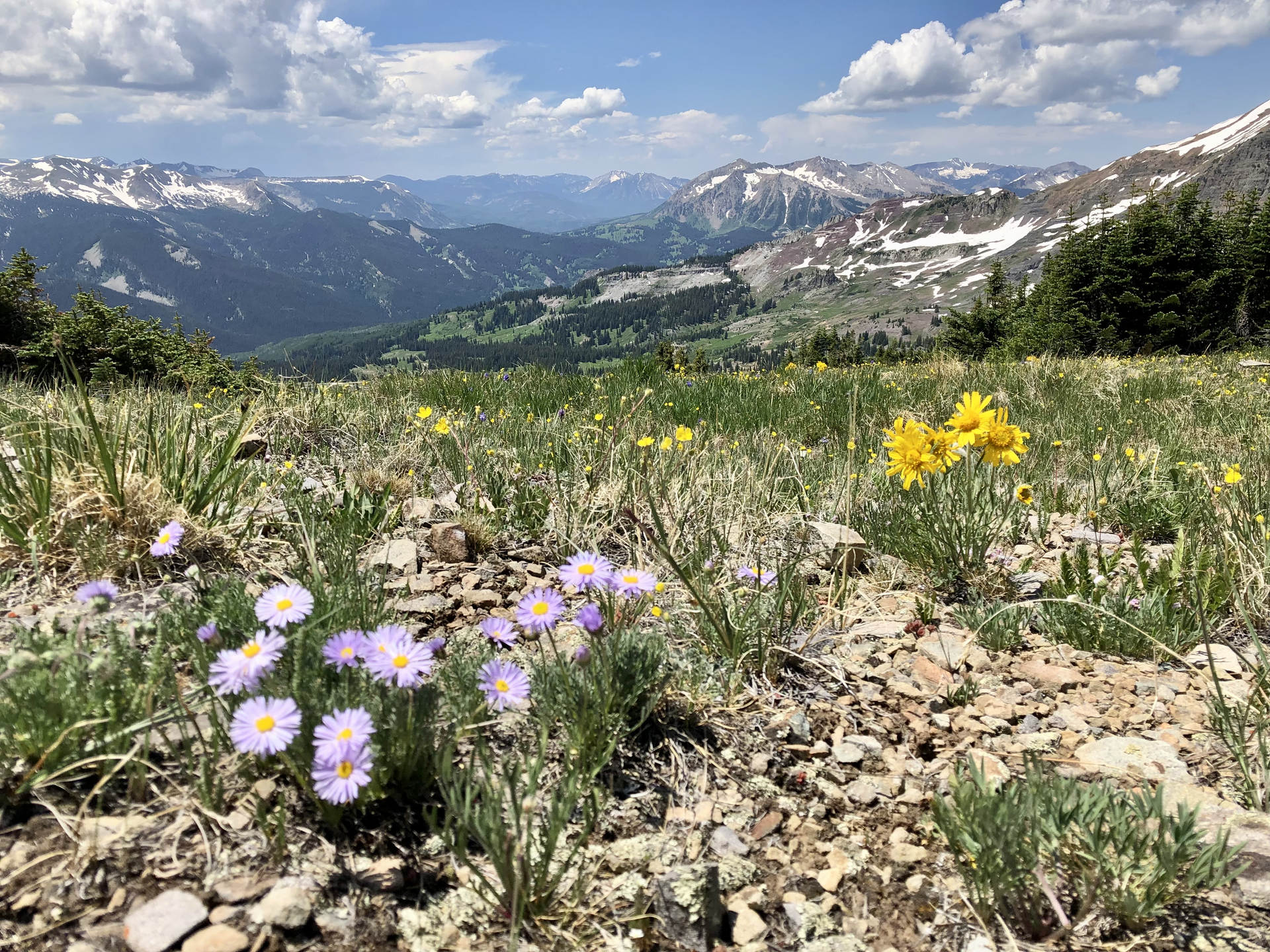 Find Colorado Wildflower Peak Season