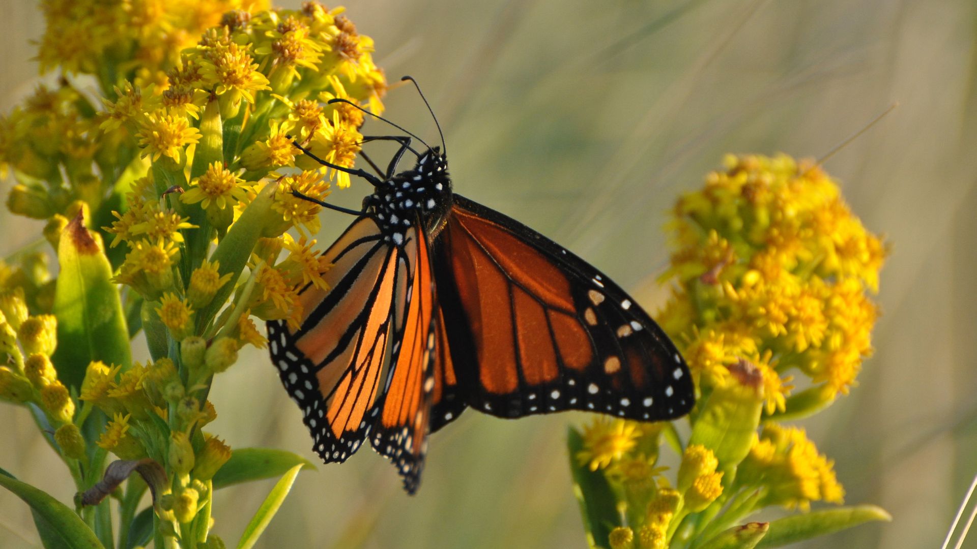 A Monarch butterfly perched on a plant.