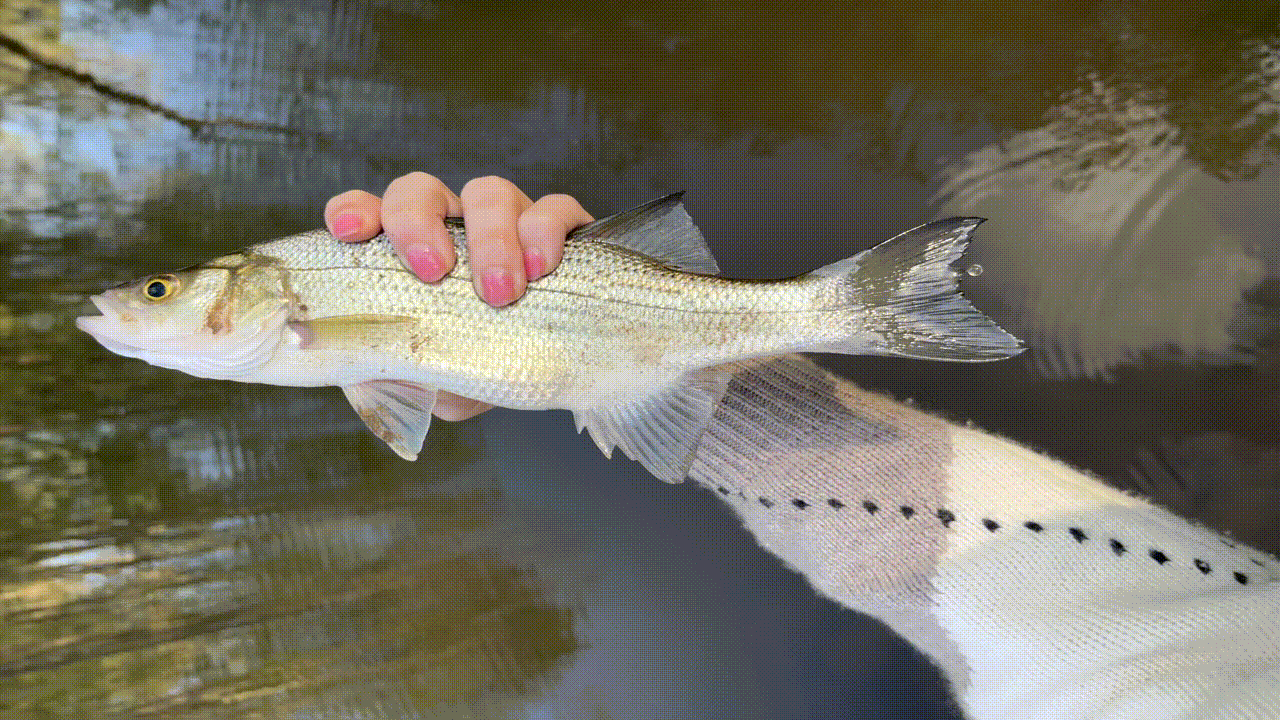A person grips a small silvery fish by the body above a dark pond. The fish has a pale belly, a yellow eye, and a row of black spots along its flank; fins are translucent and gleaming.