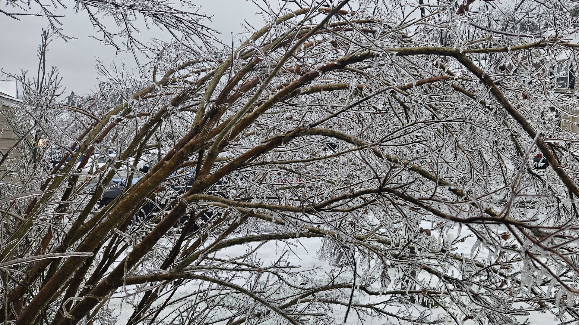 Branches covered in ice bending under its weight with a snowy neighborhood and cars in the background under a gray sky.