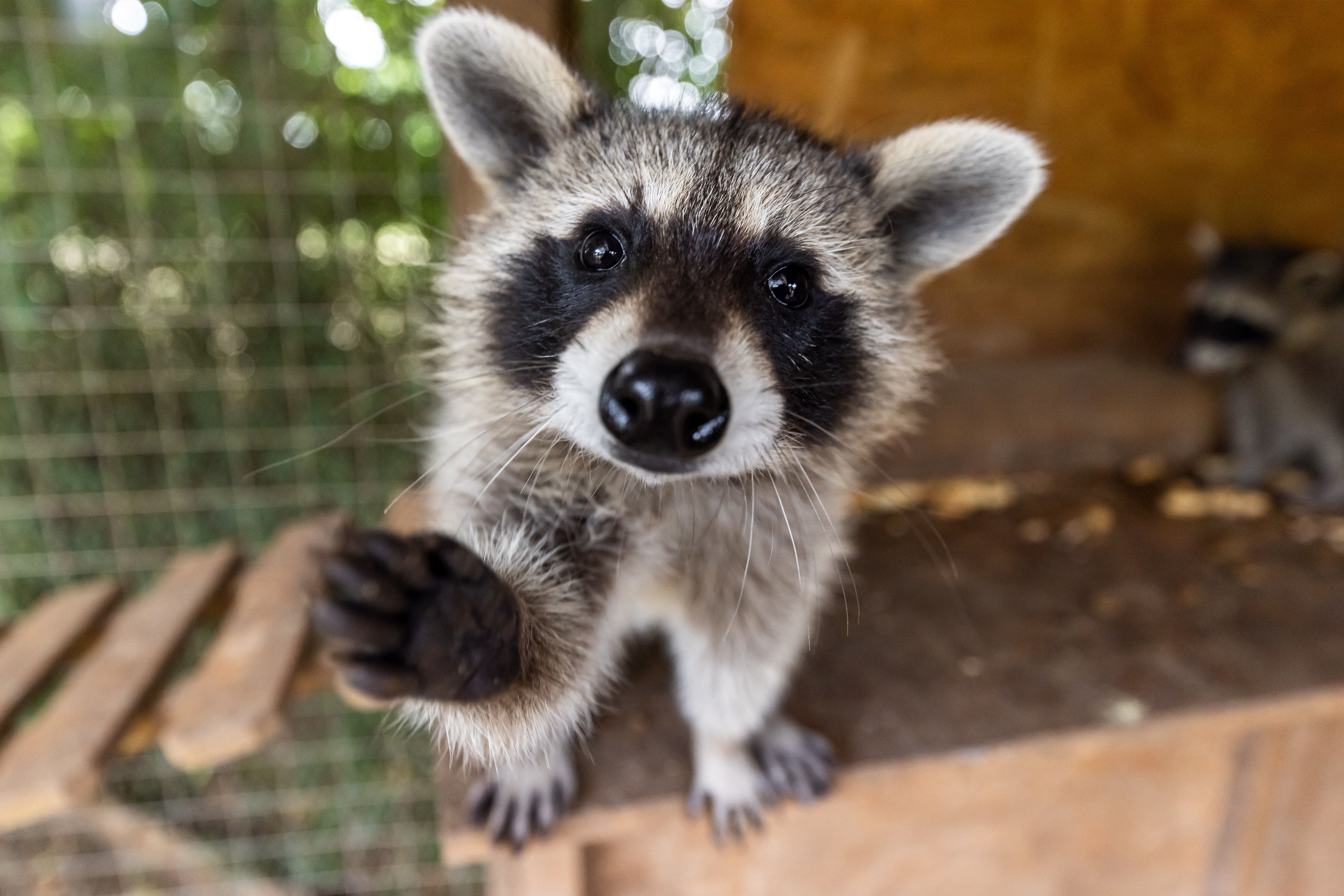 A raccoon stands against a screen with its paw out, as if asking for a hand out.
