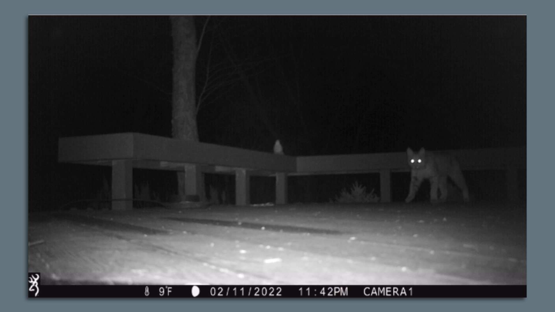 A photo of a bobcat.