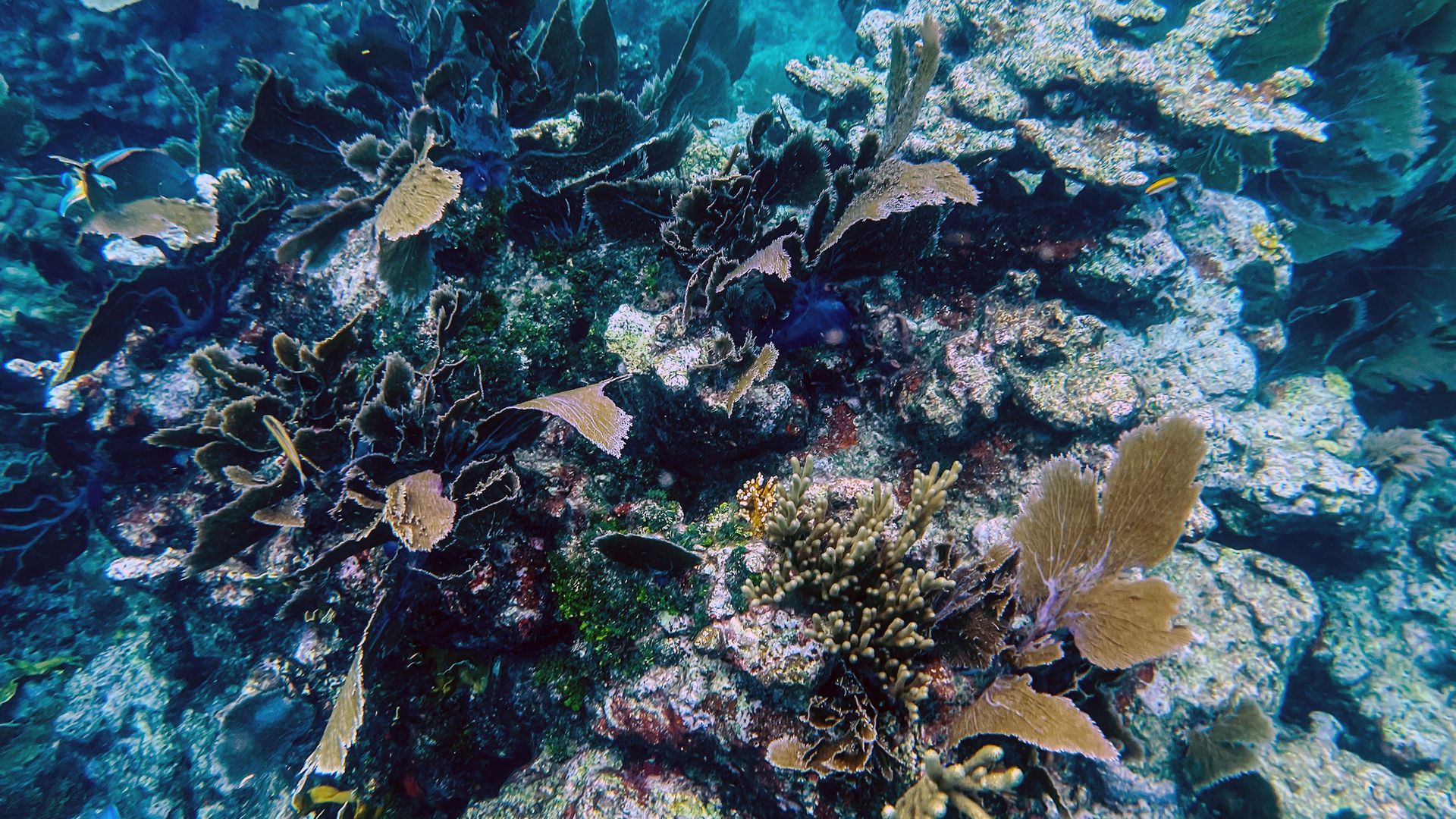 Photo of coral reefs under water