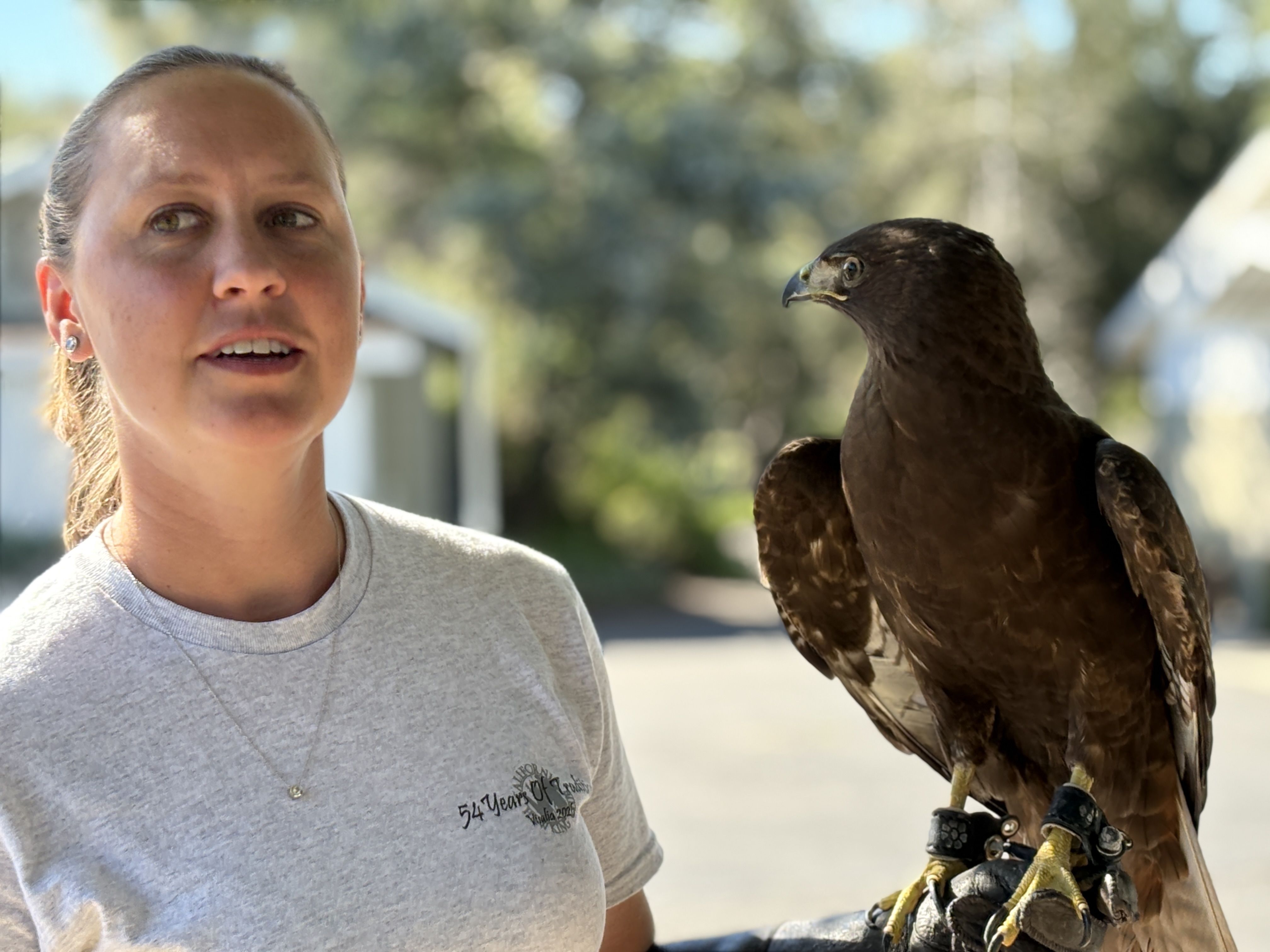 A woman with light gray shirt and ponytail stands next to a large dark brown hawk perched on her gloved left hand outdoors; blurred trees and houses in sunny background.