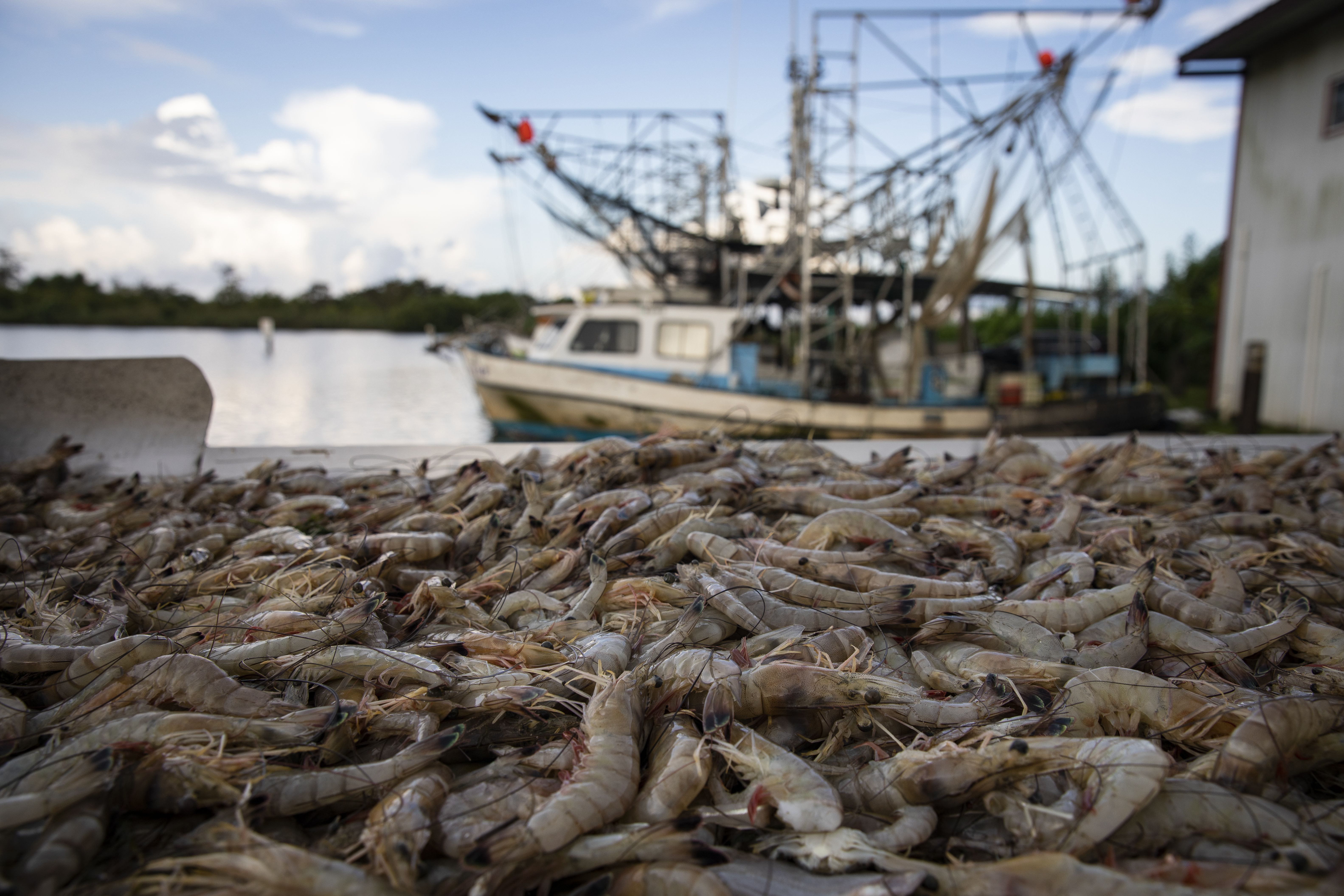 Freshly-caught shrimp are seen in the foreground. Shrimp boats on the water are seen in the back.