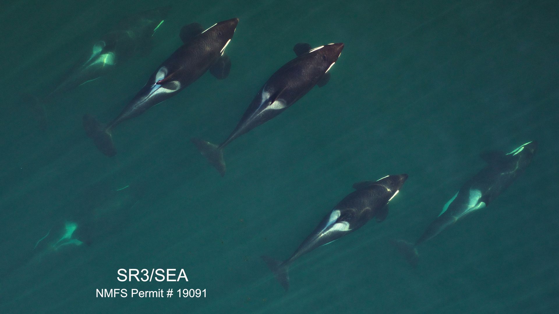 An aerial image of a pod of southern resident killer whales in Sept 2020