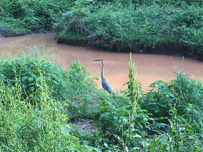 blue-heron-in-little-sugar-creek