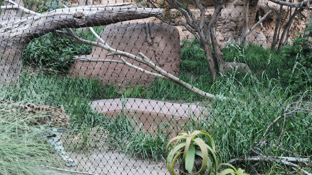 A large spotted big cat behind a chain-link fence in a zoo enclosure, surrounded by tall grass, fallen branches, a concrete pool, and dense greenery.