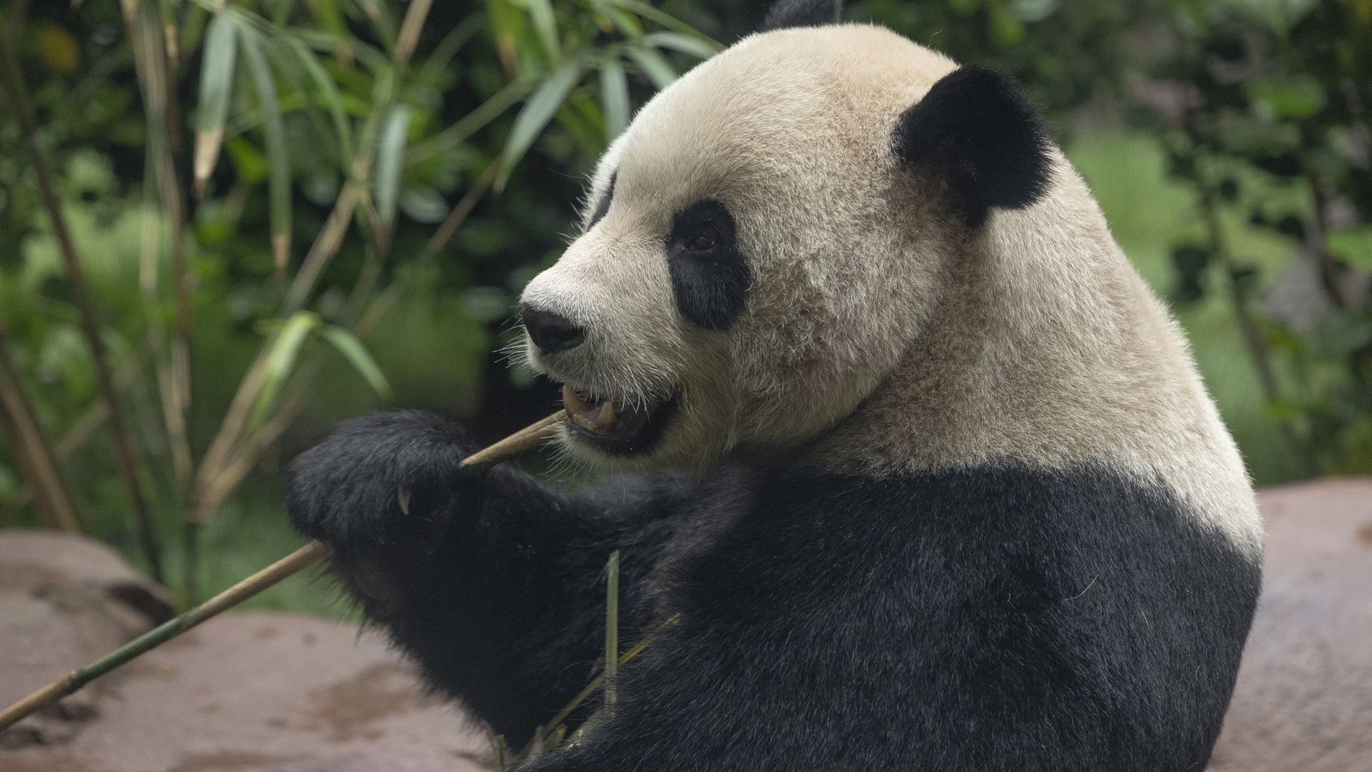 The Giant Panda Yun Chuan eats a stalk of bamboo
