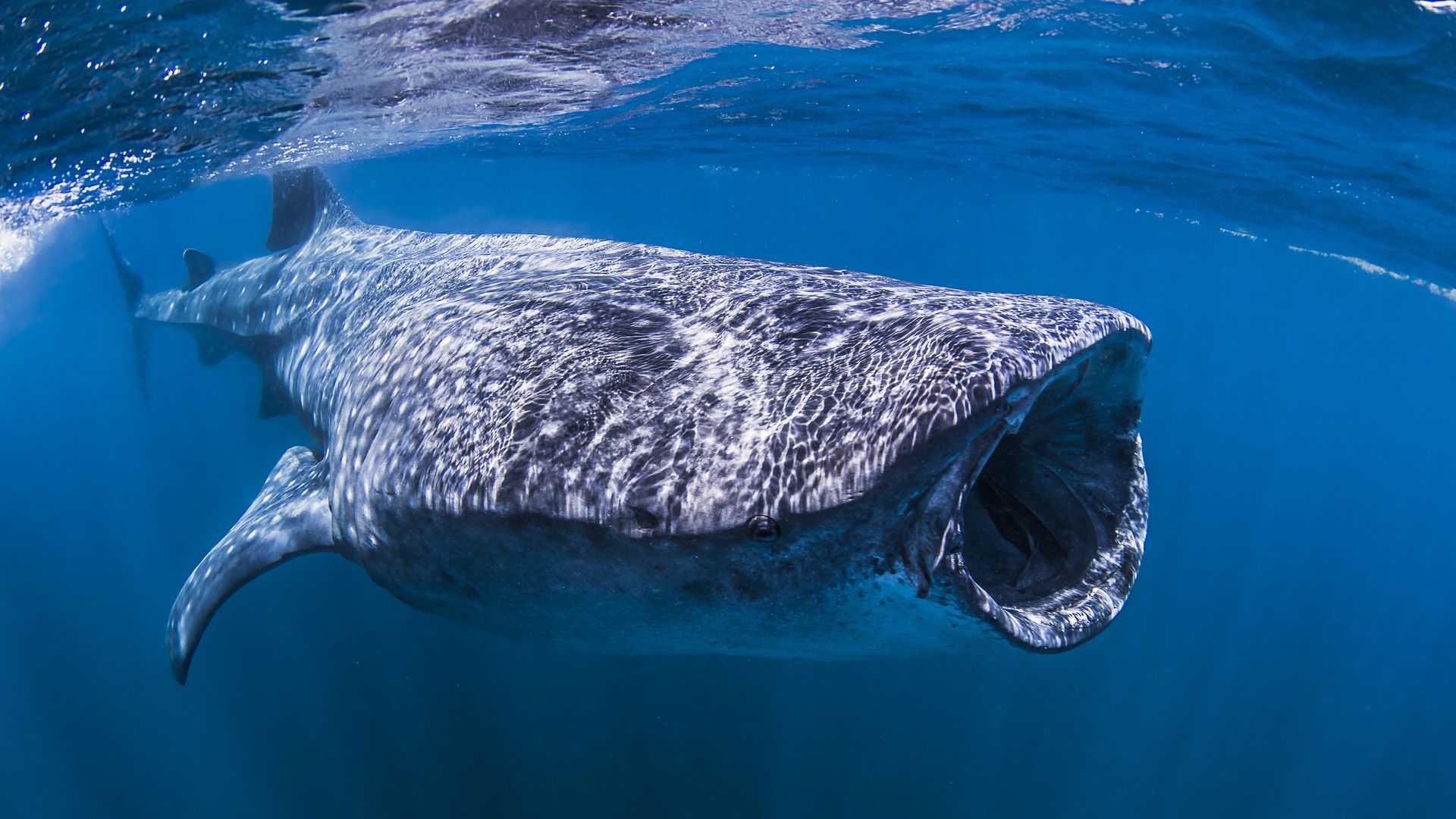 A Whale Shark seen near Isla Mujeres, Mexico.