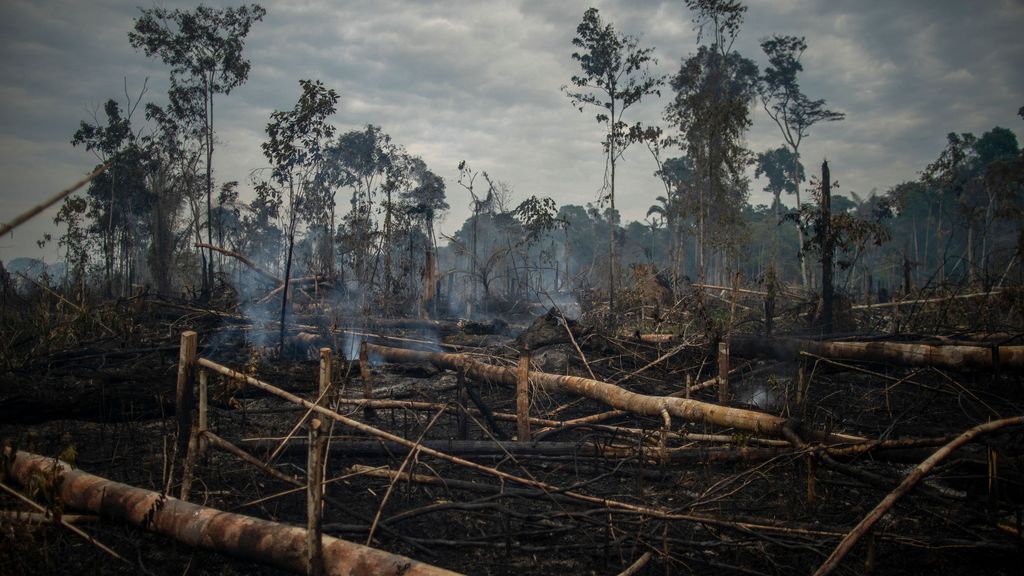 Brazil's Amazon deforestation worst in 15 years