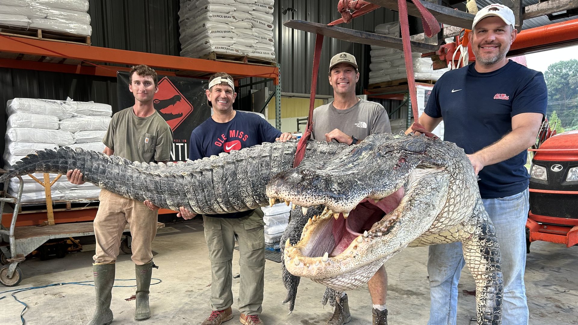 Photo shows four men holding a massive alligator