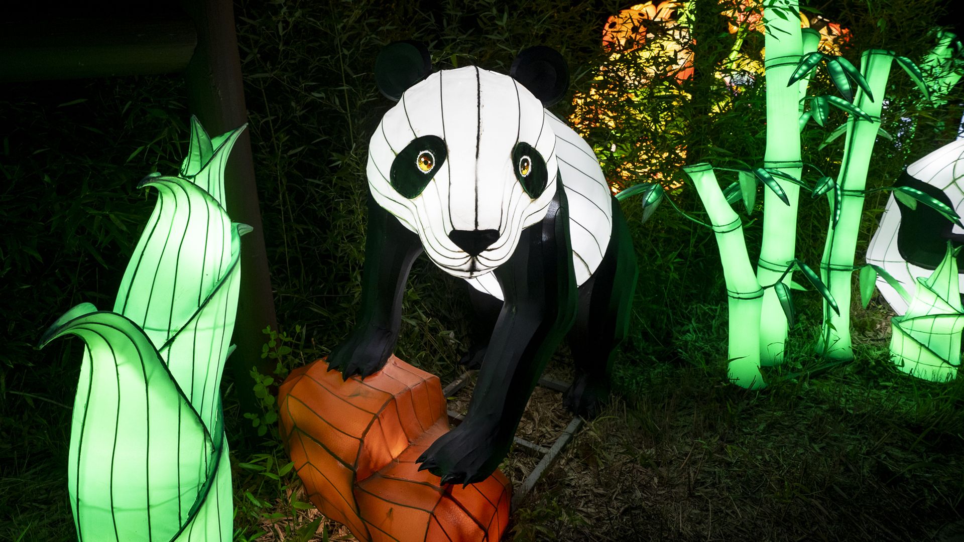 A glowing panda sculpture with a white face and black ears steps forward onto an orange rock, facing the viewer, surrounded by bright green, illuminated bamboo in a nighttime garden display.