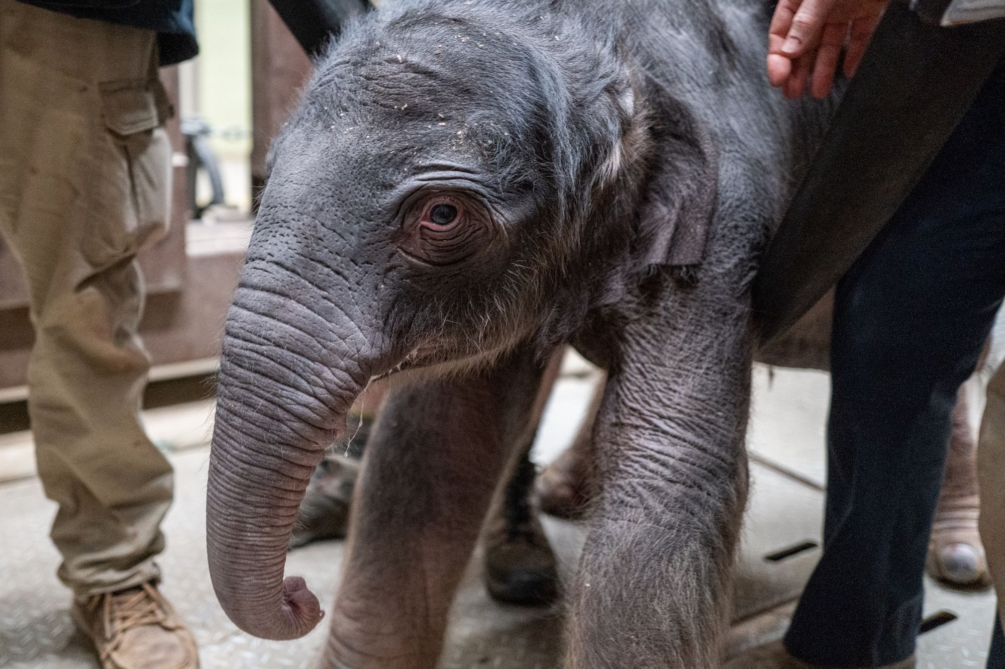 Close-up of a young gray elephant calf standing indoors on a textured floor, with parts of two people's legs and hands visible nearby.