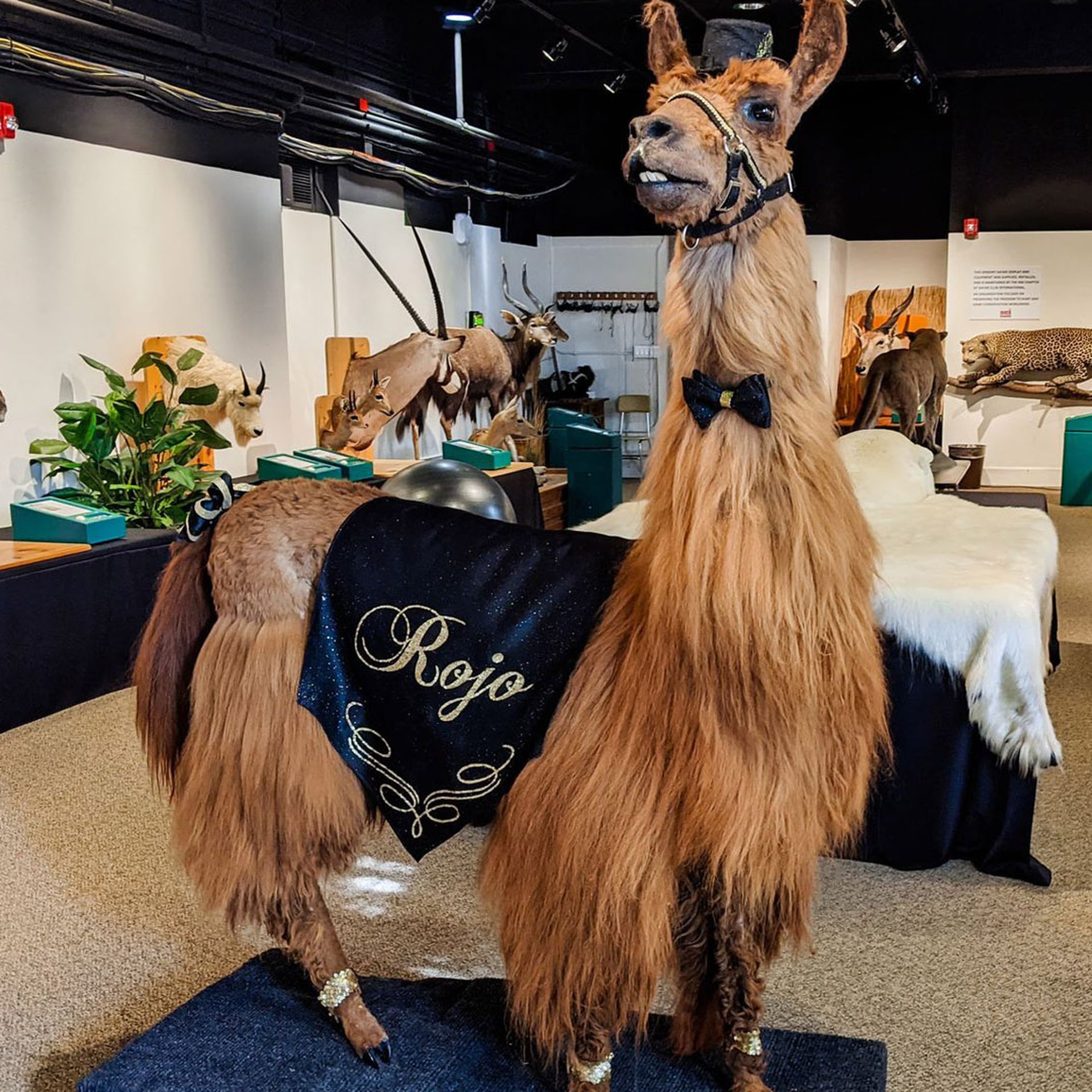 Rojo, Portland's celebrity llama, lives on
