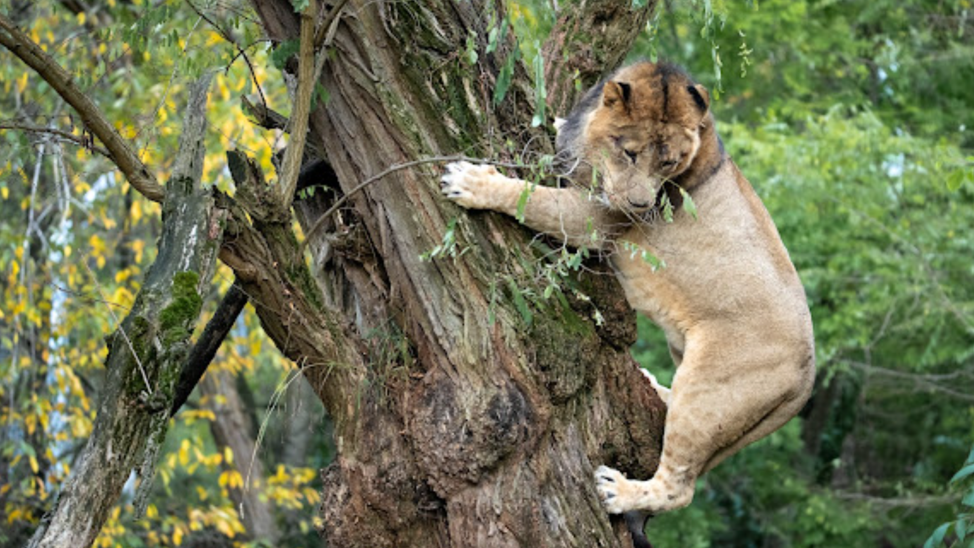 A lion clinging to a tree and looking over its shoulder.
