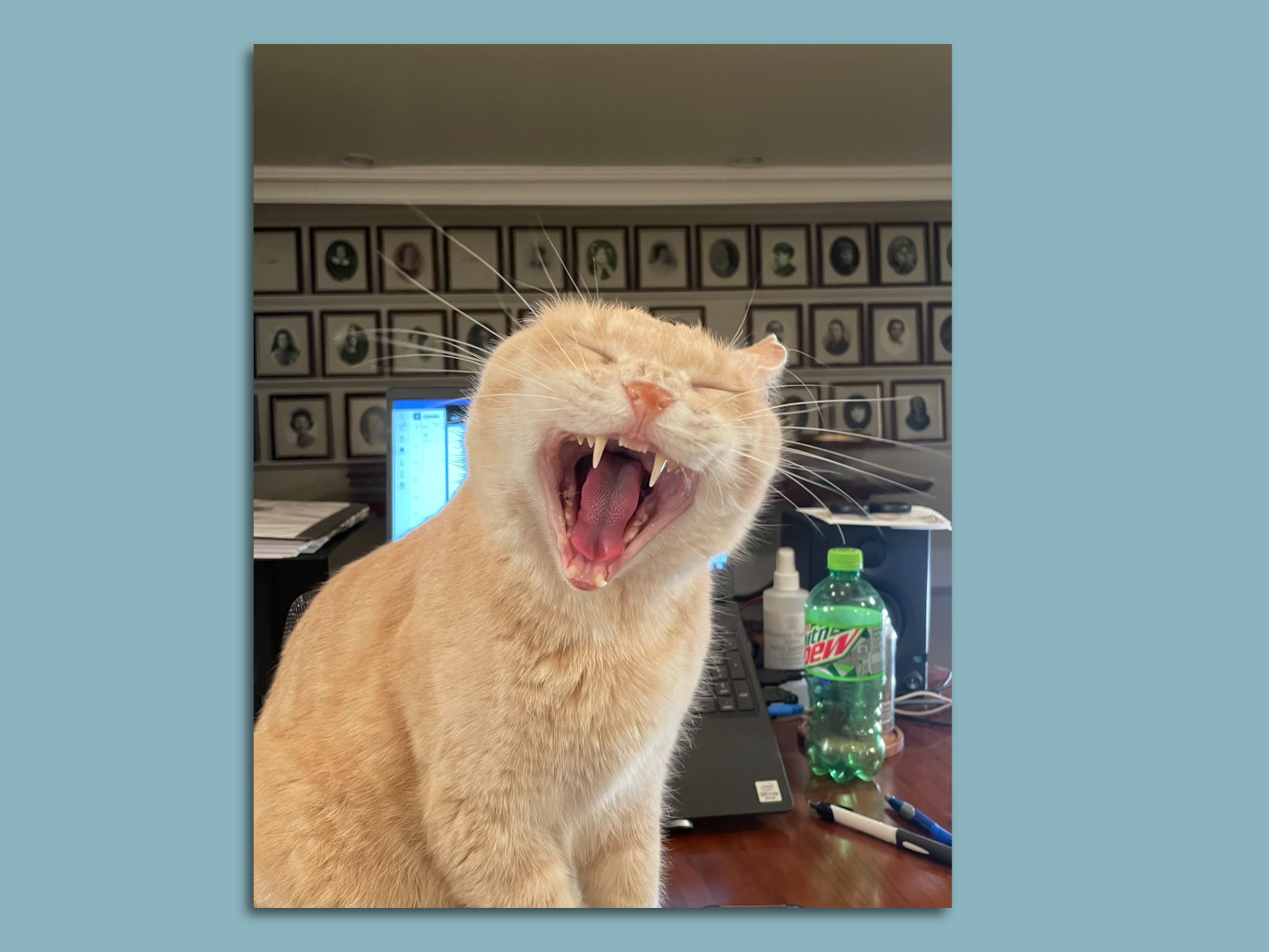 family cats　0728 family cats 0728 Mega Puzzles Click 300 Piece Puzzle Kitten