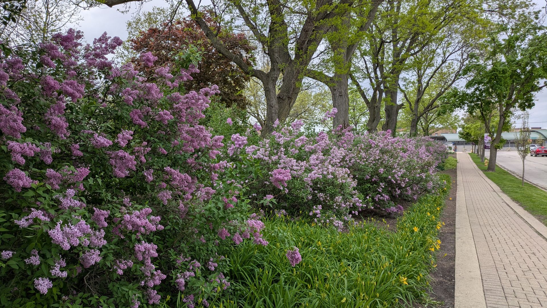 Purple lilac bushes