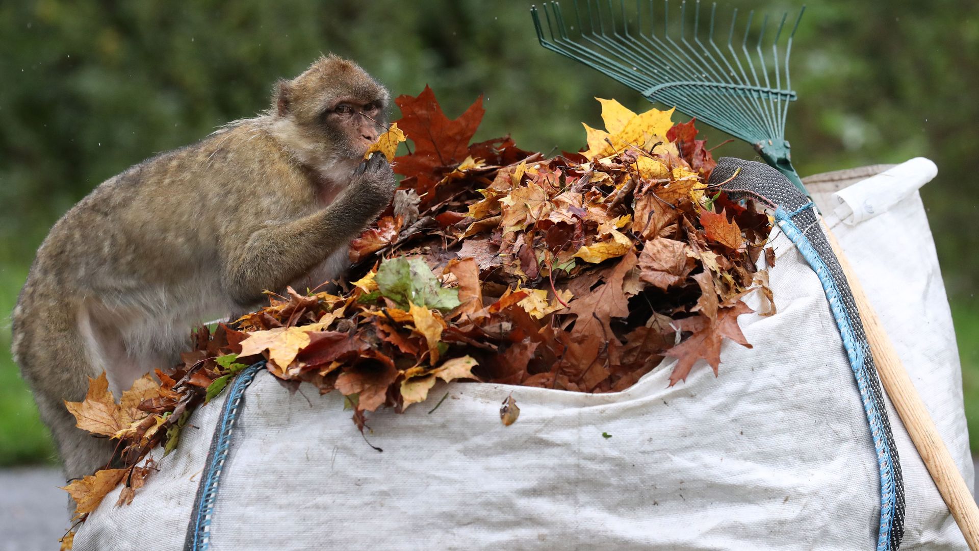 Monkey on a bag of leaves.