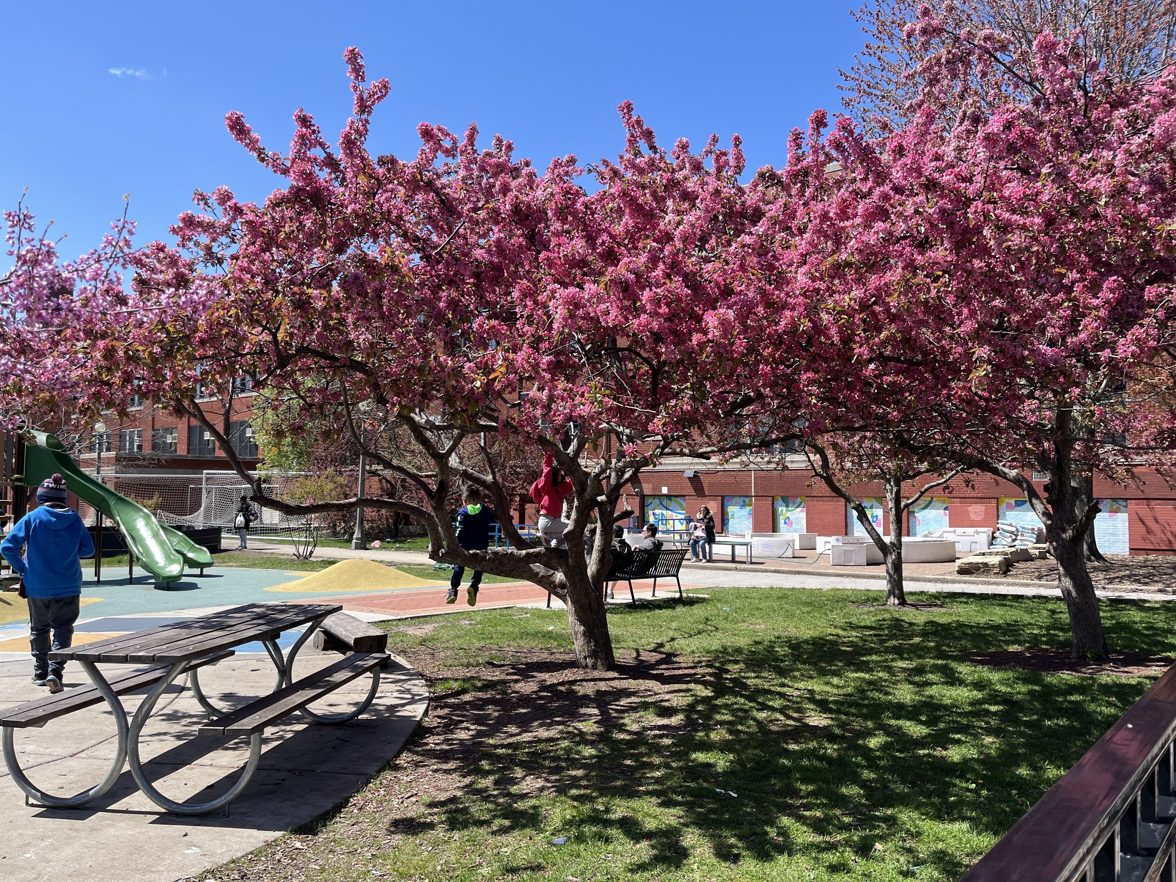 blossoming fruit tree