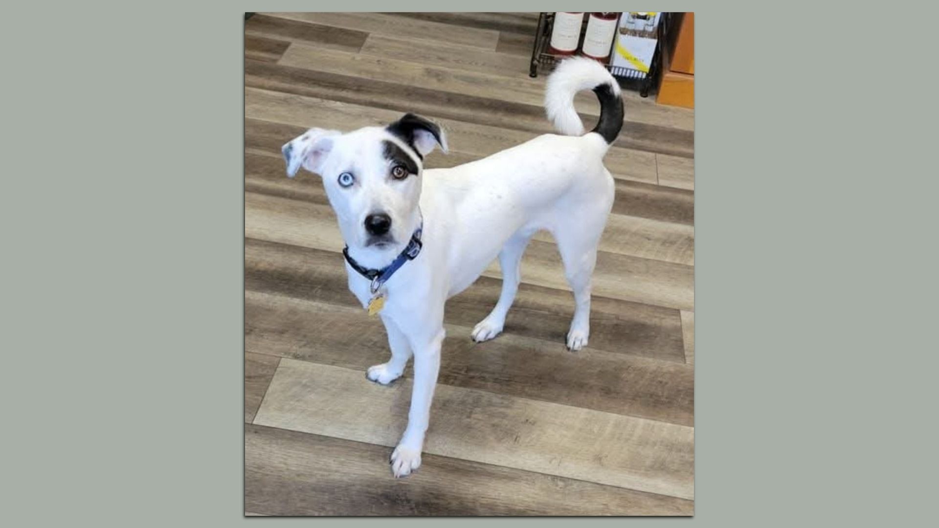 a dog looking at the camera. he has one blue eye and one brown eye