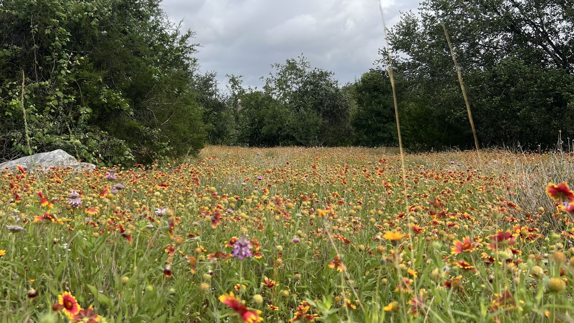 Field of vibrant orange and red wildflowers in the foreground with a rock on the left, dense green shrubs and trees at the sides, and a cloudy sky above; two tall stalks rise in the center-right.