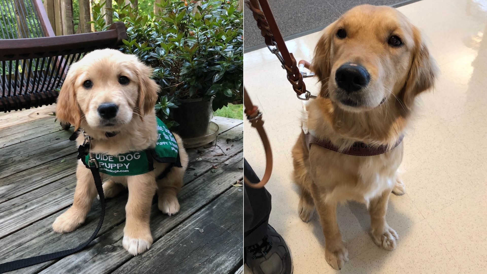 Two-panel photo: left shows a golden retriever puppy in a green guide dog vest on a wooden deck; right shows a larger golden retriever on a leash with a brown collar indoors.