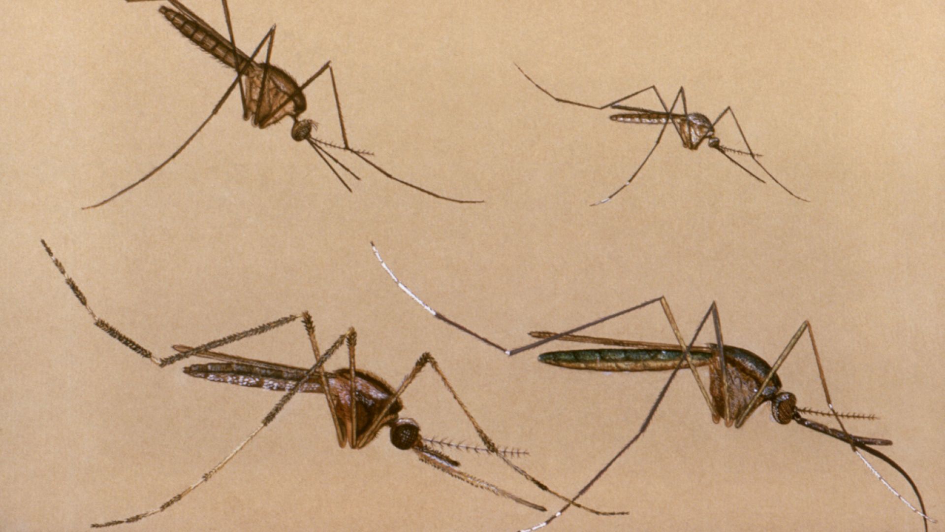 Four mosquitos in resting position.