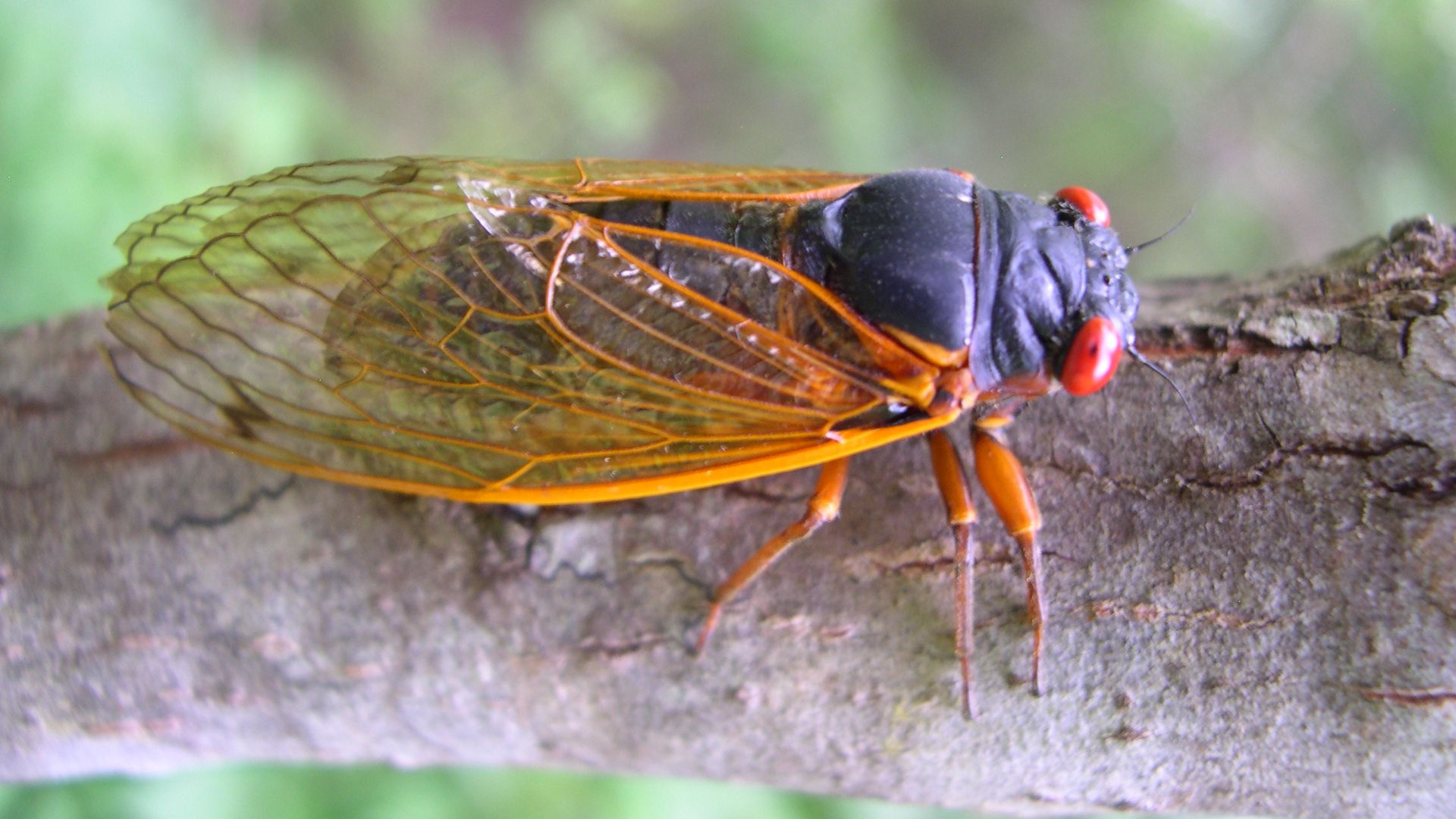 A black cicada with red eyes and orange translucent wings sits on a tree branch