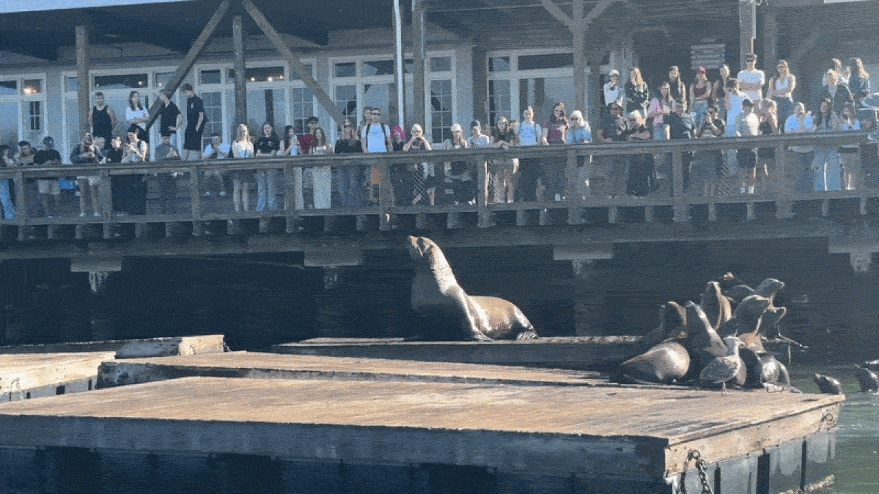 A crowded wooden pier with onlookers along the railing watches sea lions on a platform; one sea lion arches its body mid-leap toward the water.