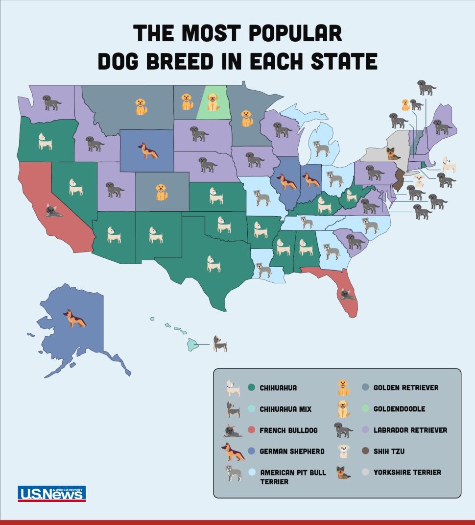a map showing all the breads of dogs by state 