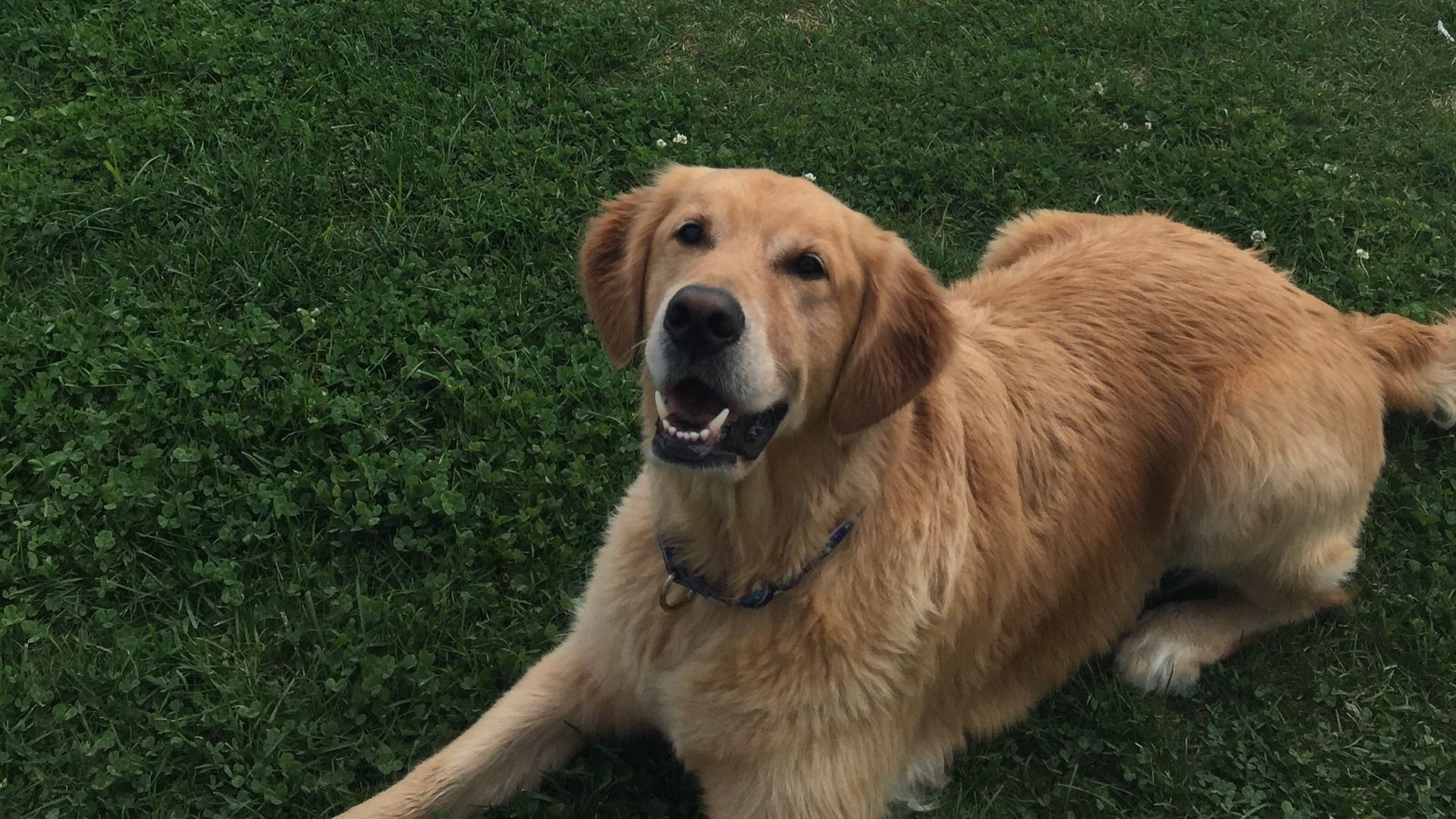 Golden retriever dog with light brown fur and a blue collar lying on green grass, looking happy with mouth slightly open.