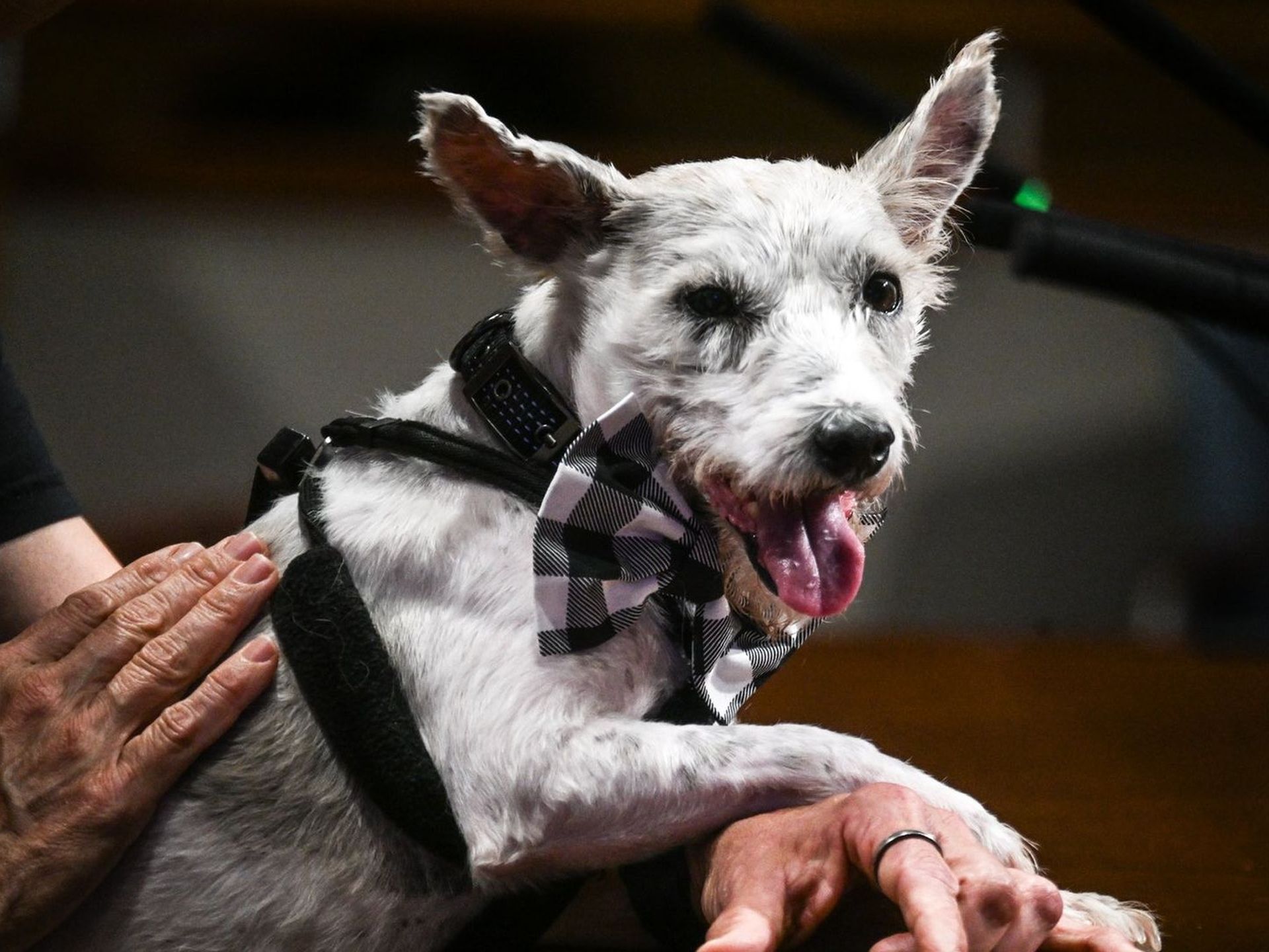 Scrim, legendary New Orleans dog, is back on the lam - Axios New