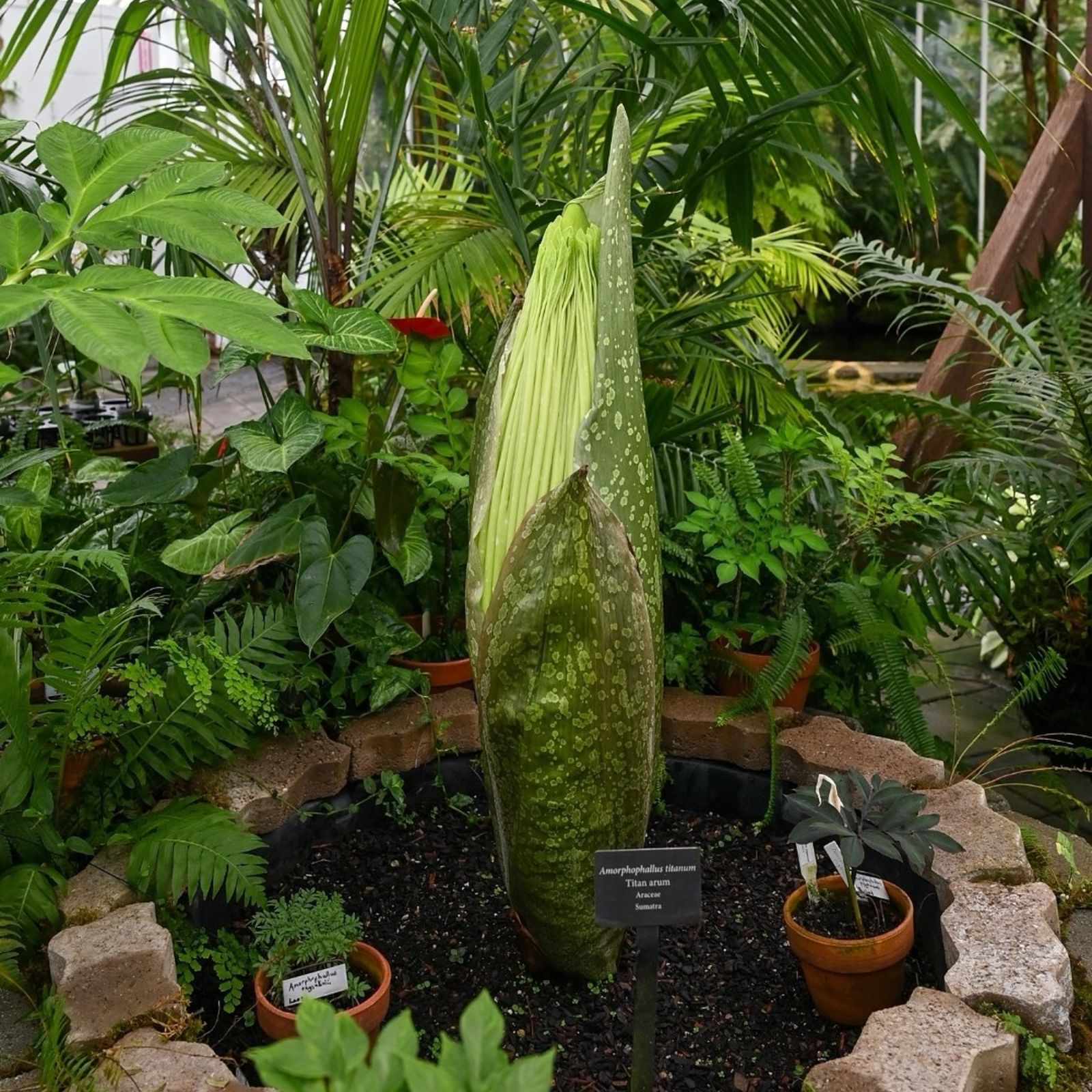 San Francisco's smelliest flower is about to bloom - Axios San