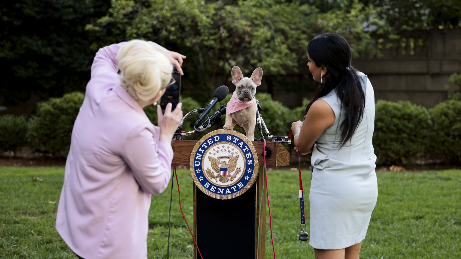 A congressional staffer is seen taking a picture of a dog atop a lectern before a news conference about ending animal testing.