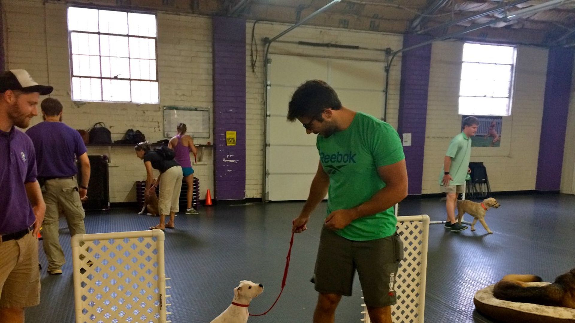 Dog Wizard puppy preschool