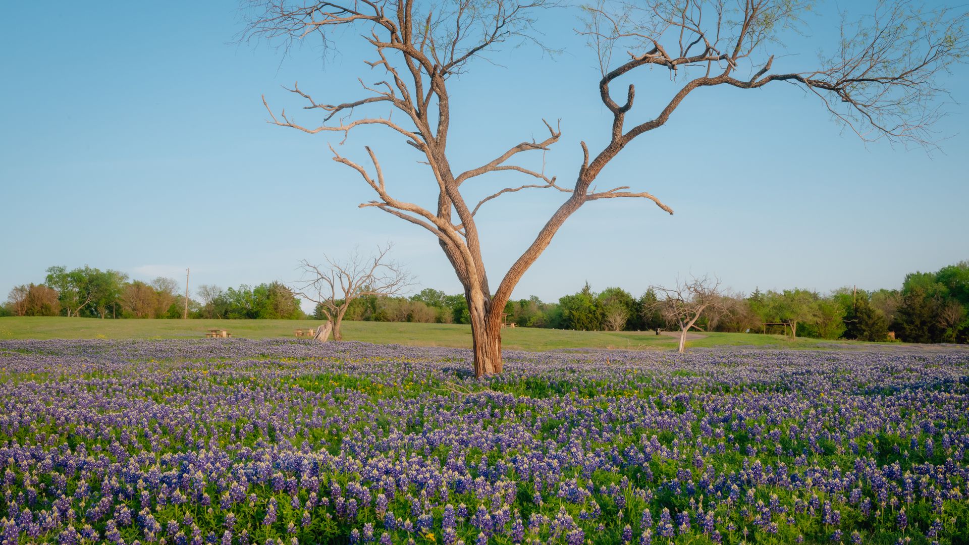 A field of bluebonnets with a single tree toward the center