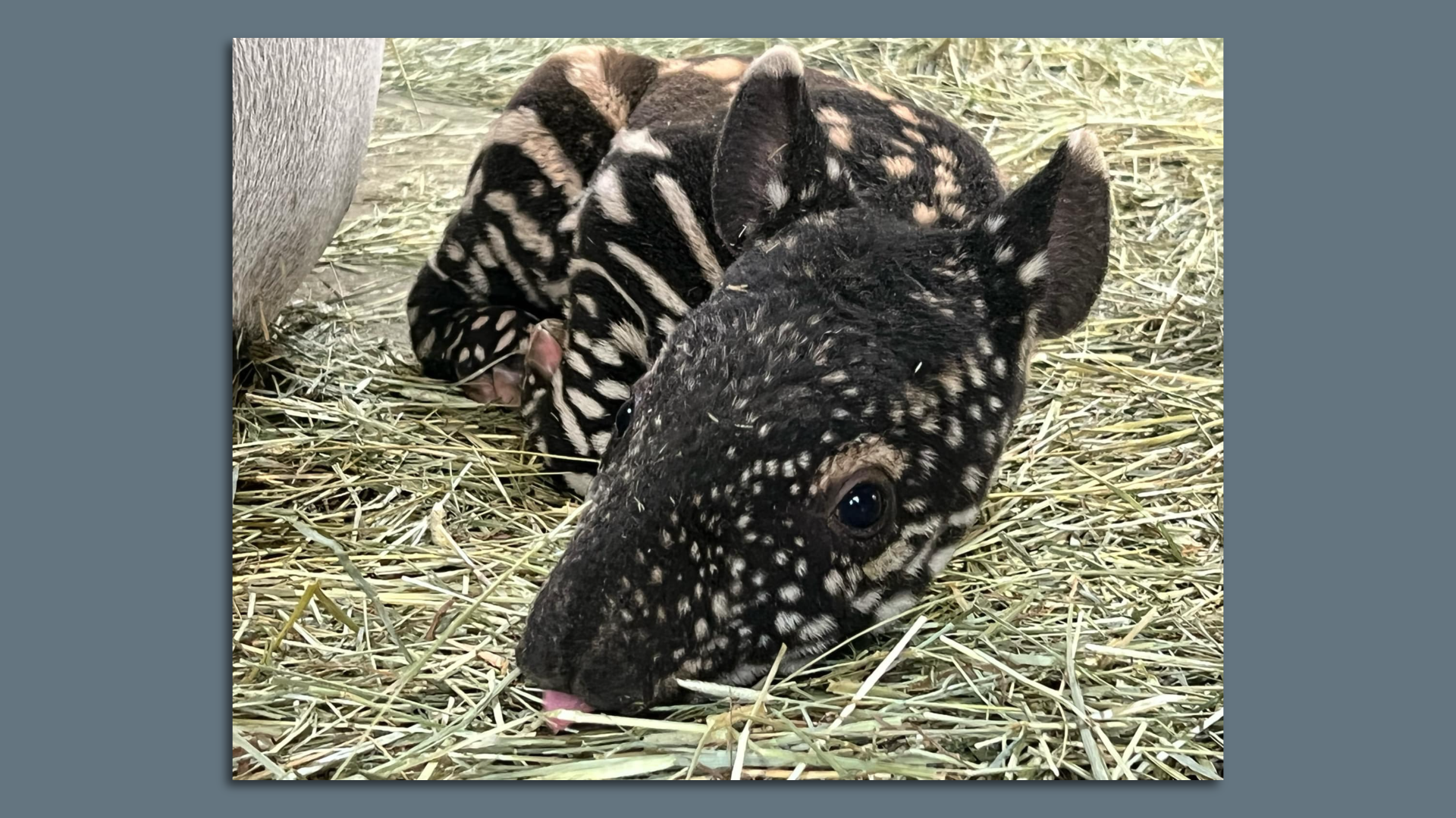 A newborn tapir with black and white markings lays in a bed of straw. 