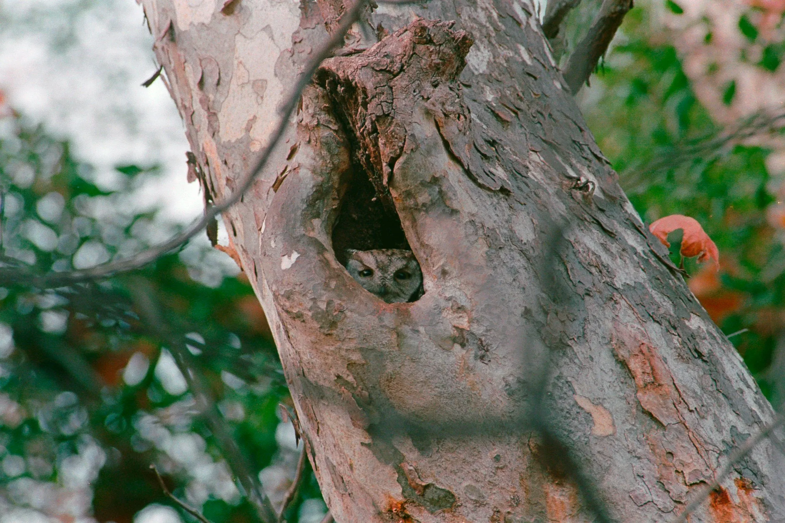 Small owl peeks out from a hollow in a textured gray-brown tree trunk surrounded by green and orange foliage.