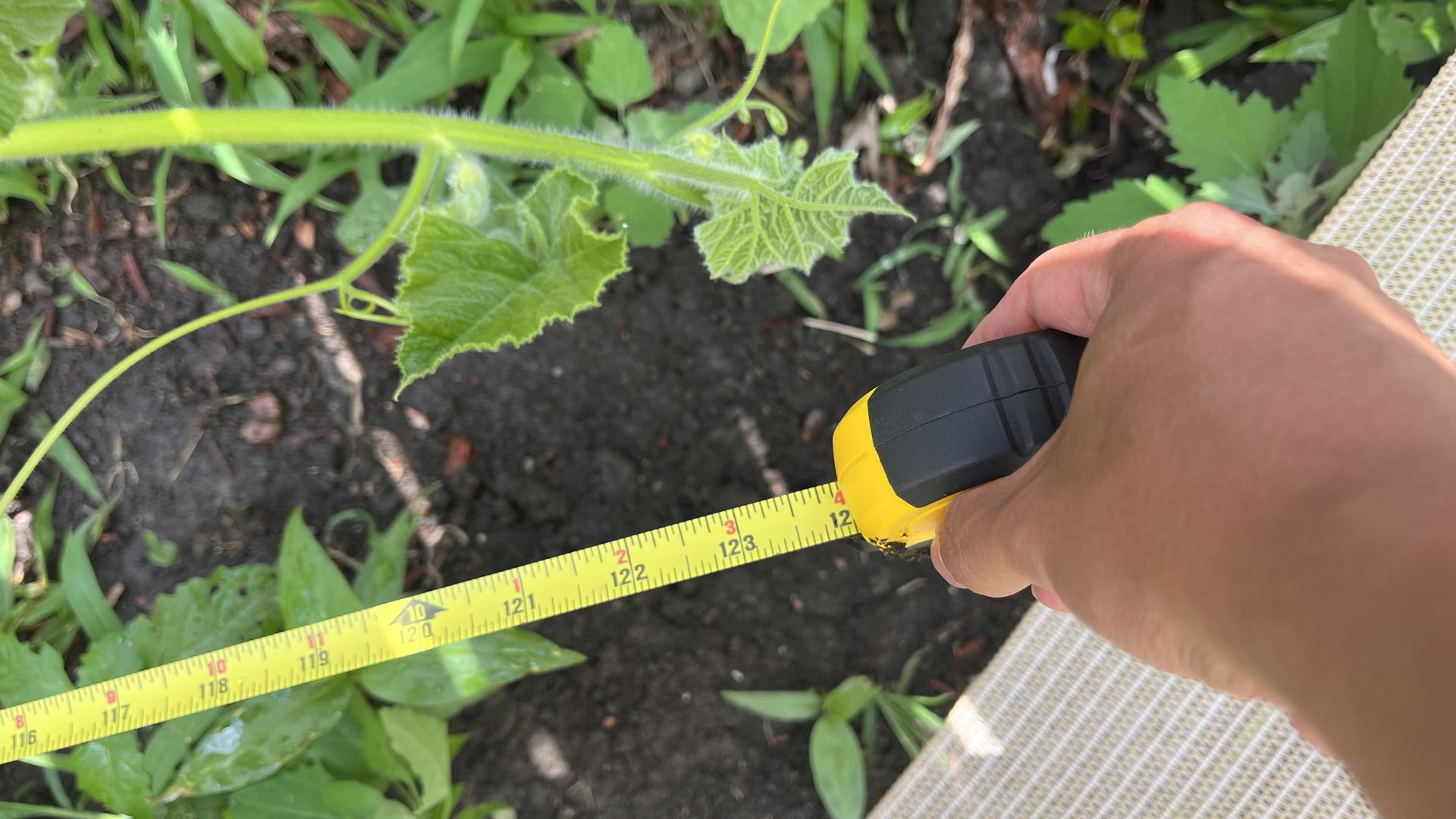 Hand holds a yellow and black tape measure across a cucumber vine with fuzzy green stems and serrated lobed leaves; a curling tendril visible in a garden bed with dark soil.