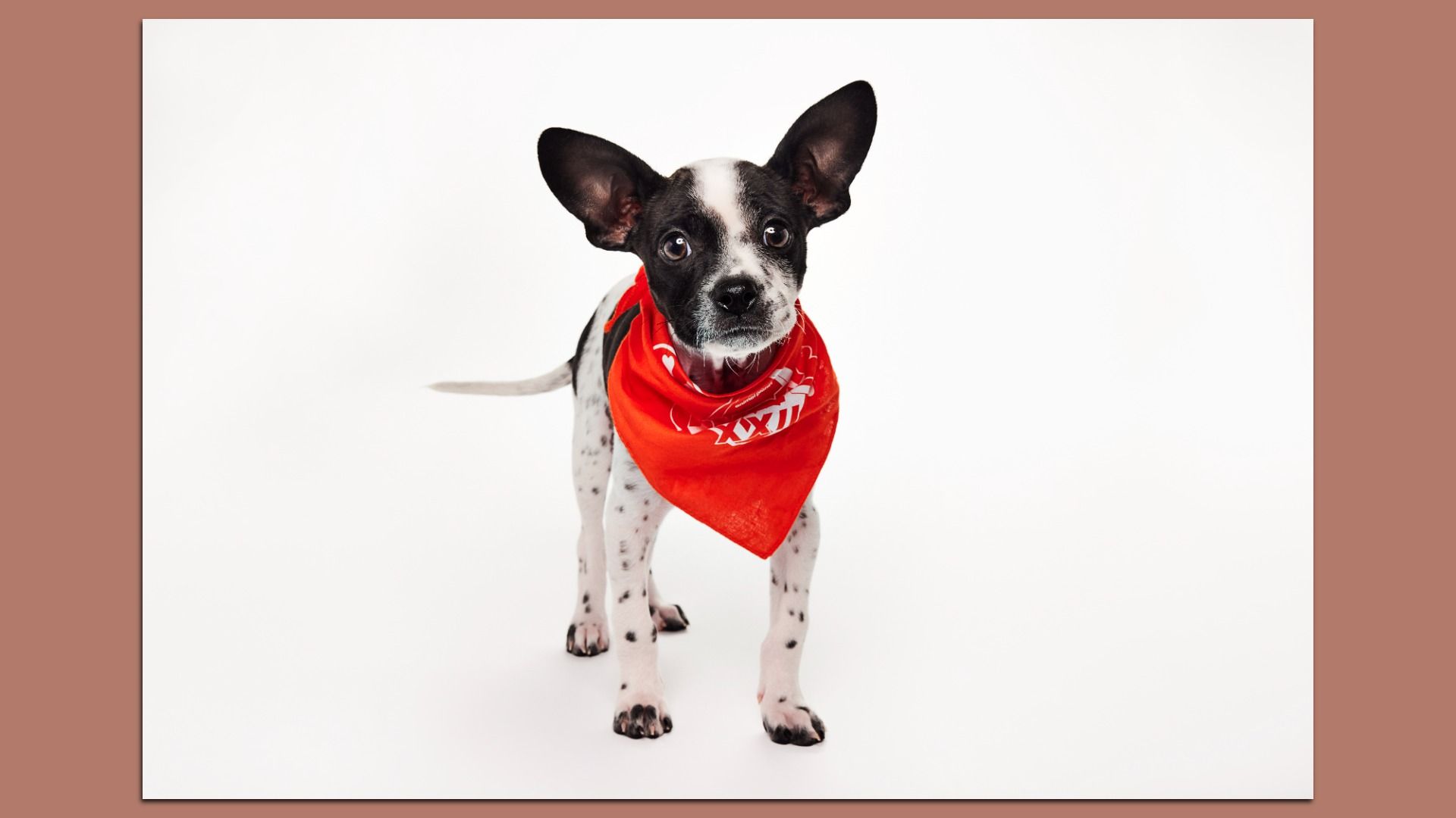 Small black and white spotted dog with large ears wearing a red bandana, standing on a white background.