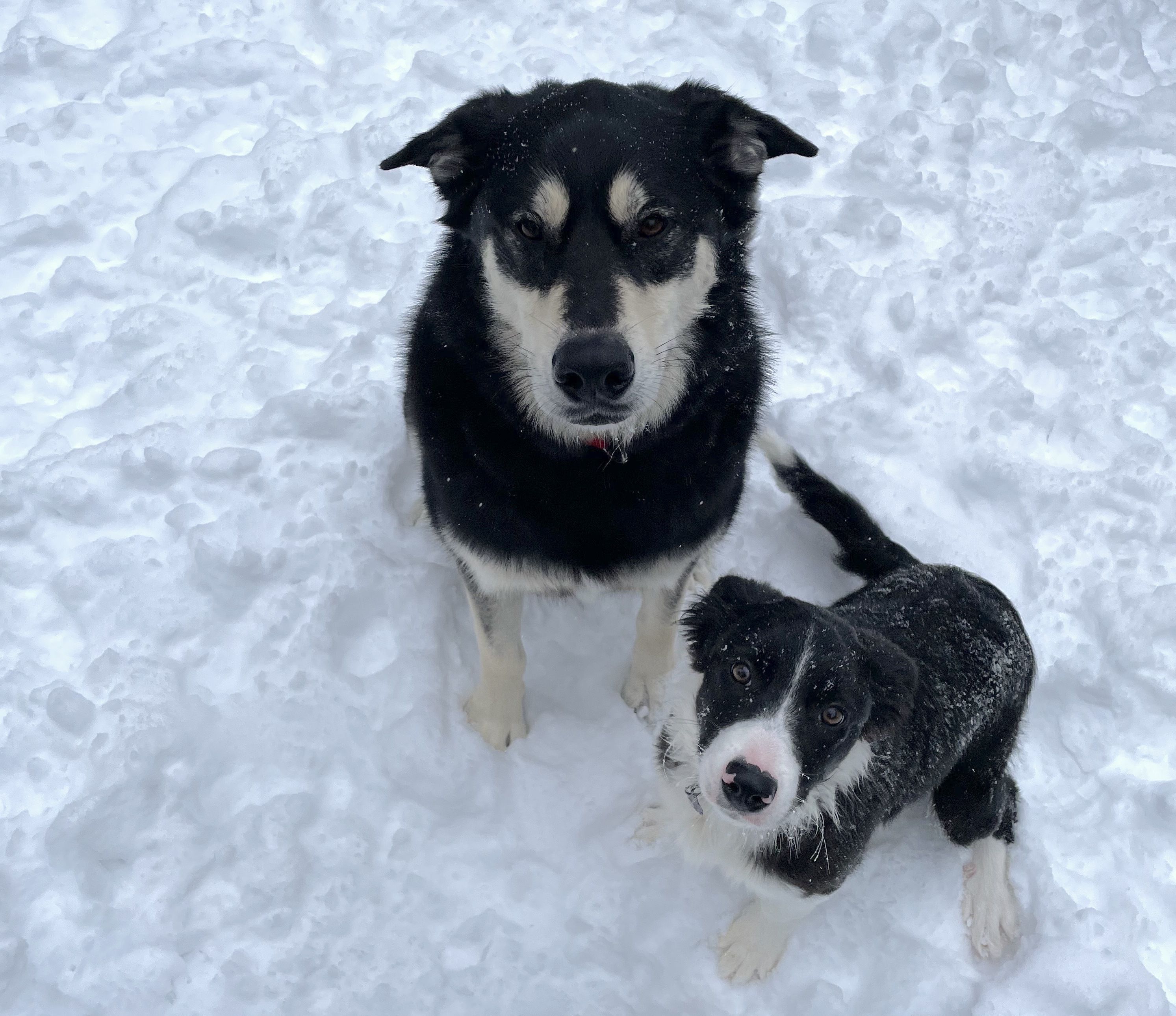 Two dogs in the snow. 