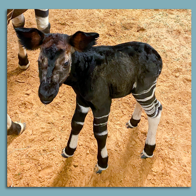 Just Really Like Okapis Okapi T-Shirt