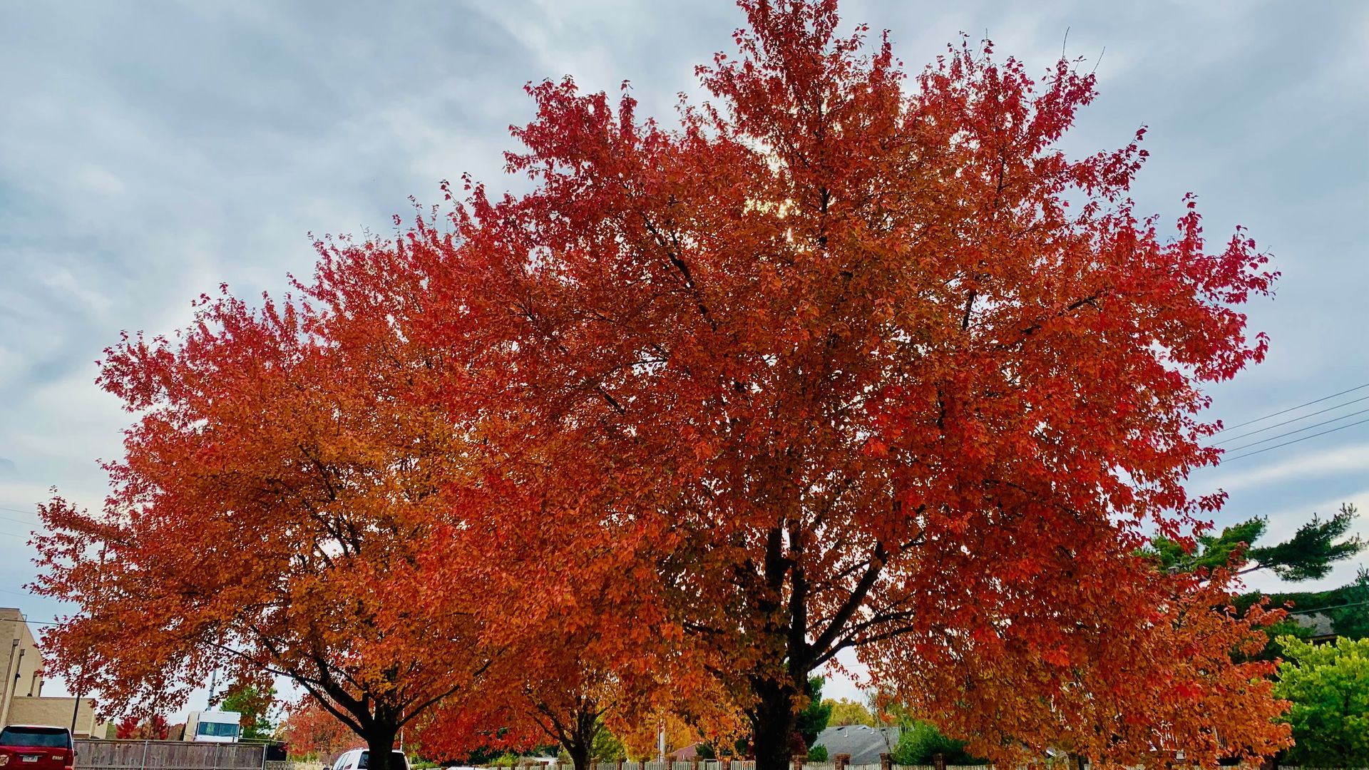 A photo of trees with bright orange leaves. 
