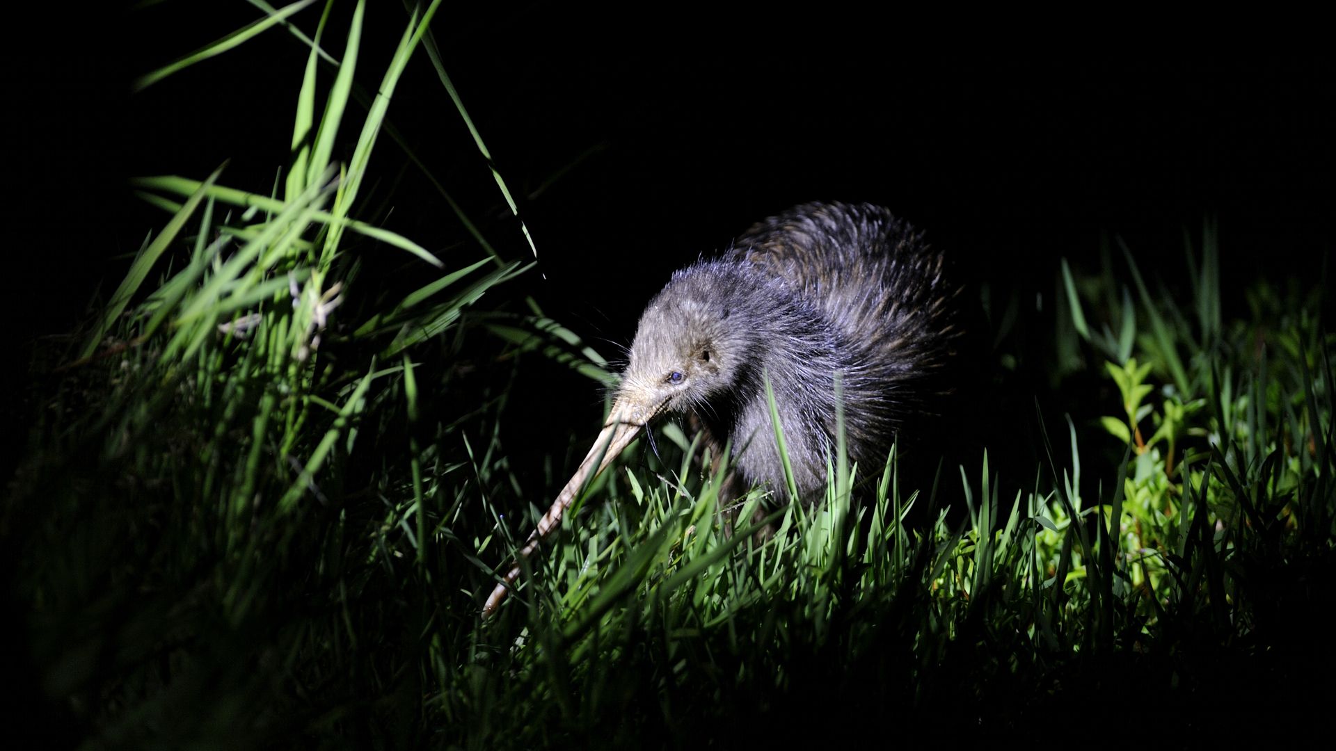 A kiwi pecks at grass with its long beak in the darkness 