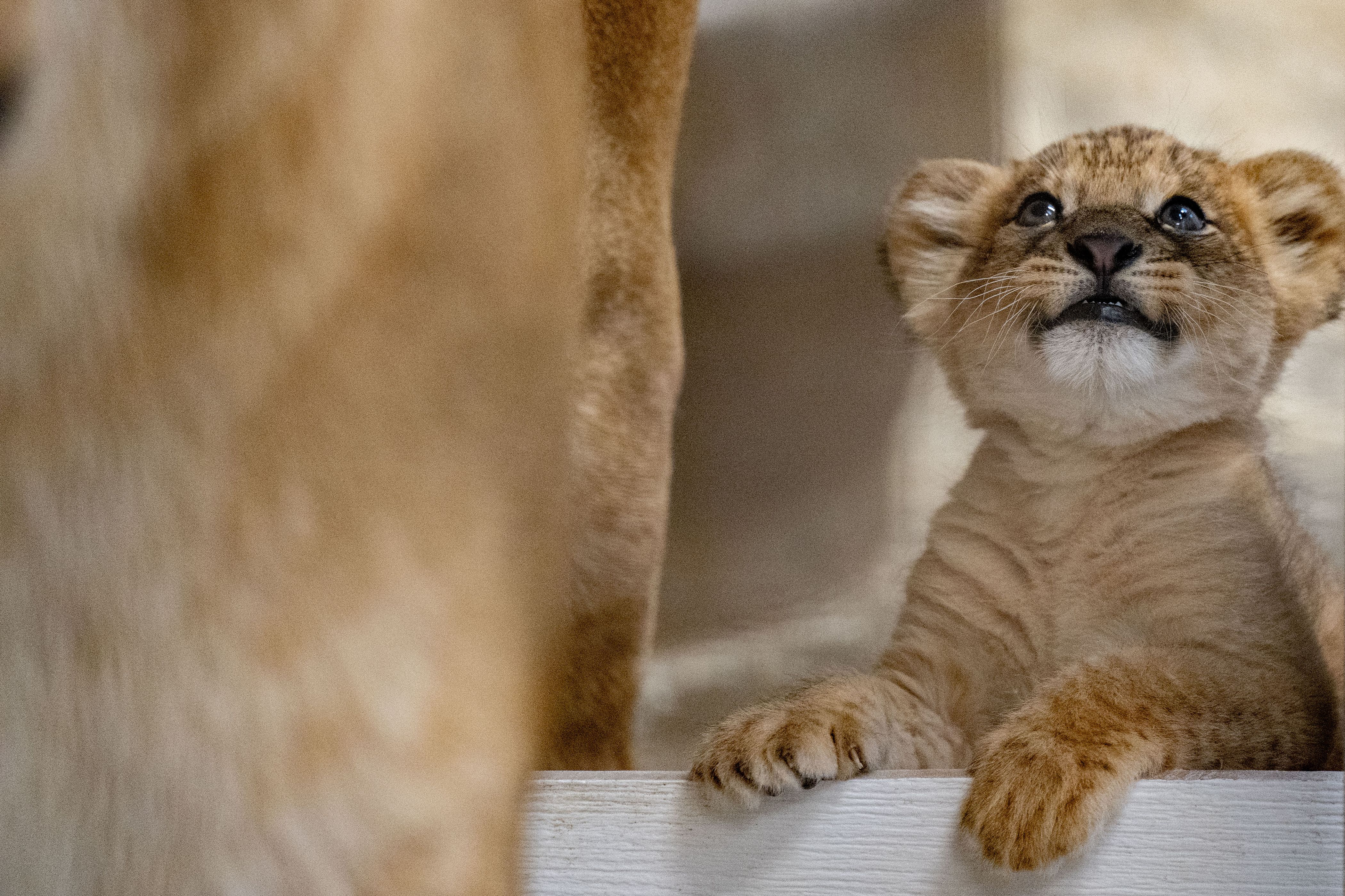 Zoo staff say the cub is healthy and already hitting milestones.