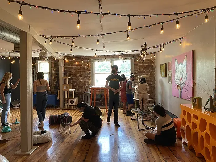 mac tabby cat cafe noda